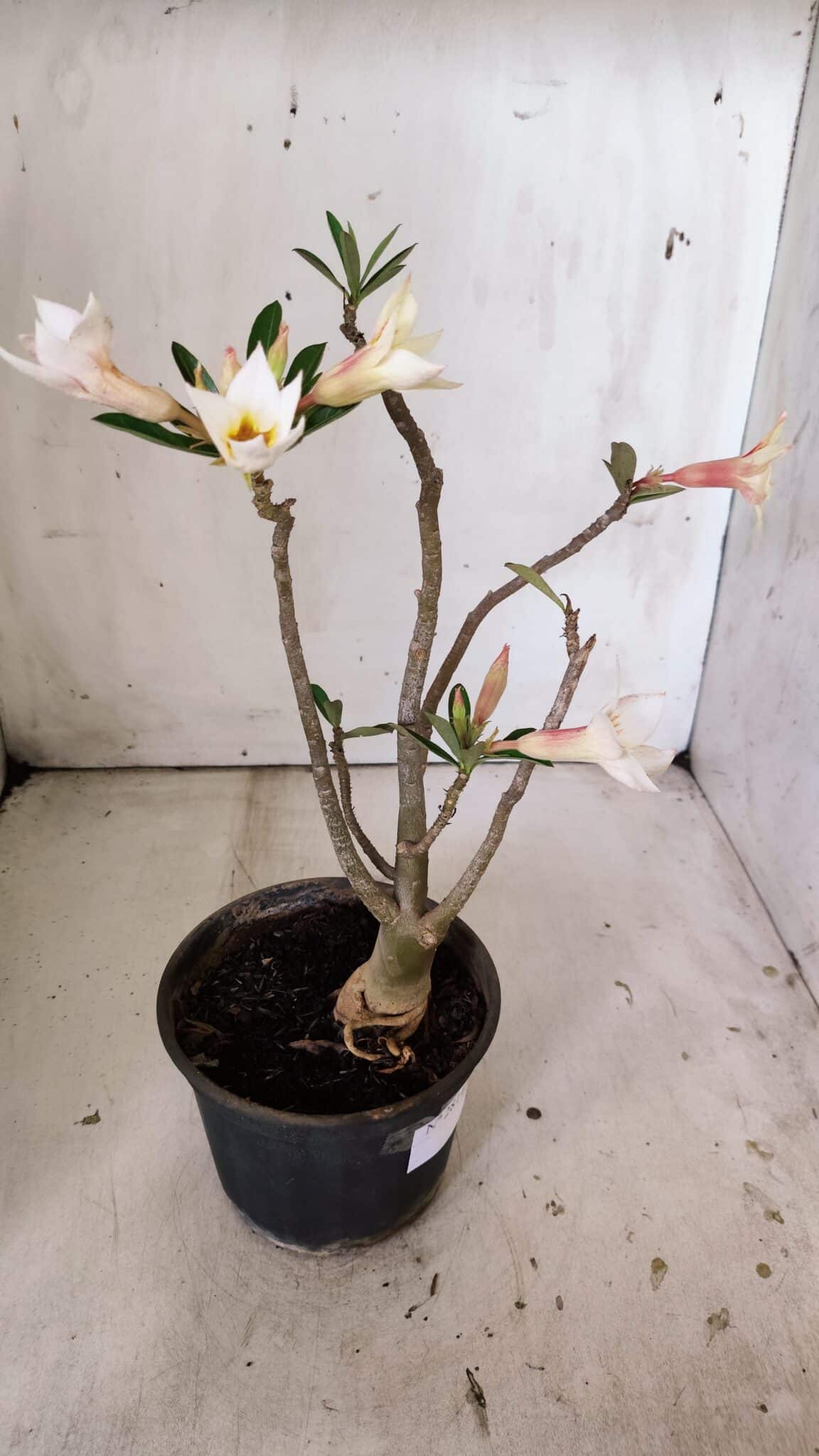 Planta Simples 2814 – 30cm – 03 anos