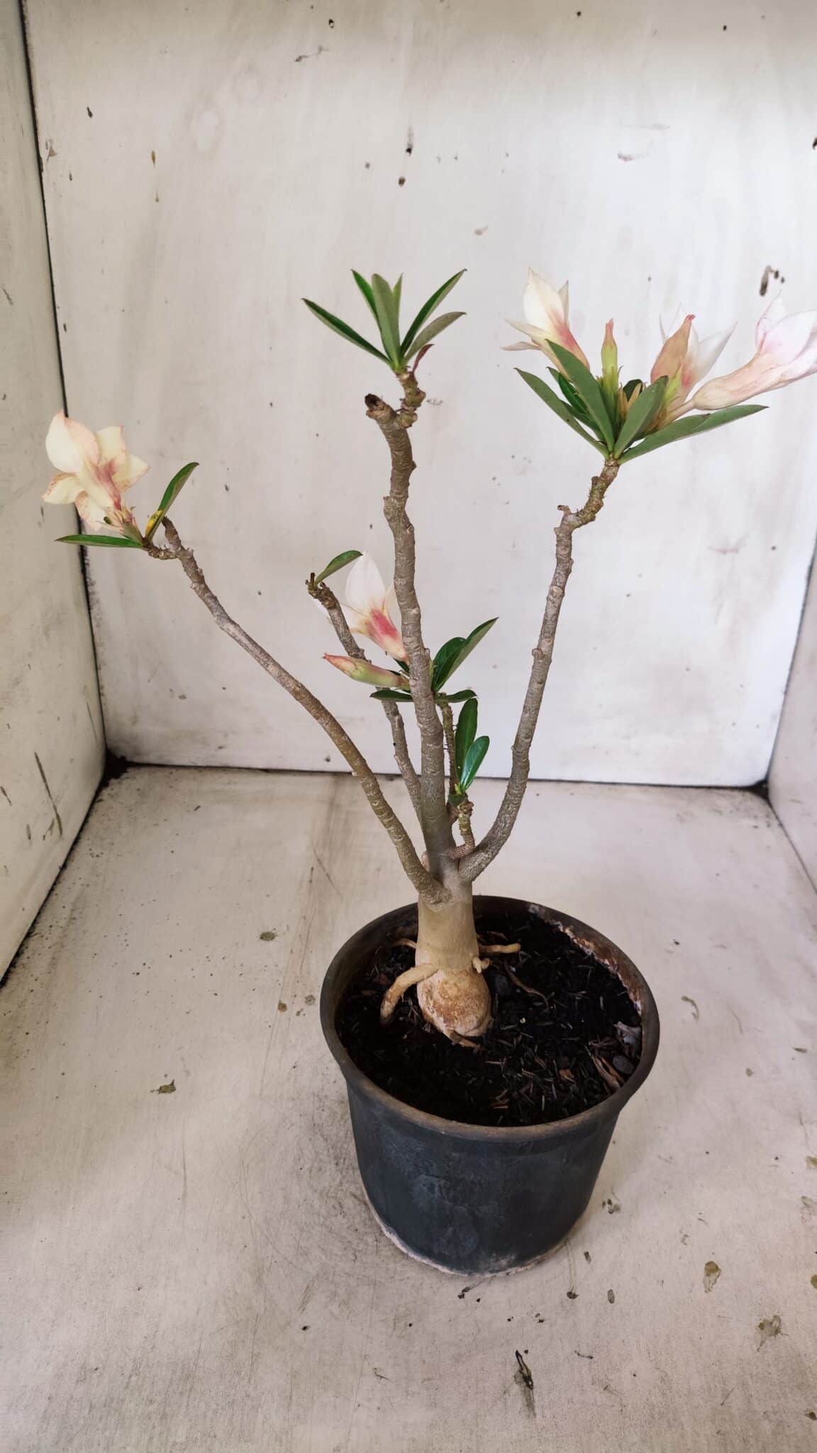Planta Simples 2814 – 30cm – 03 anos