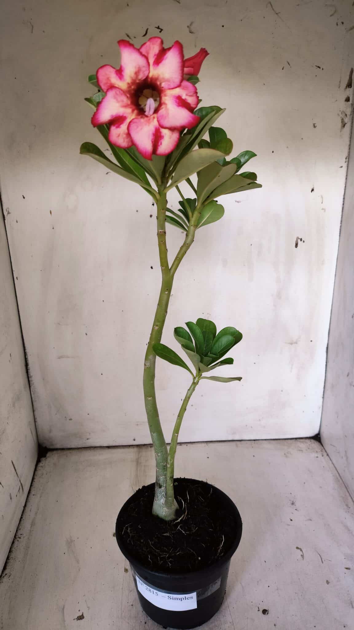 Planta Simples 2815 – 30cm – 02 anos