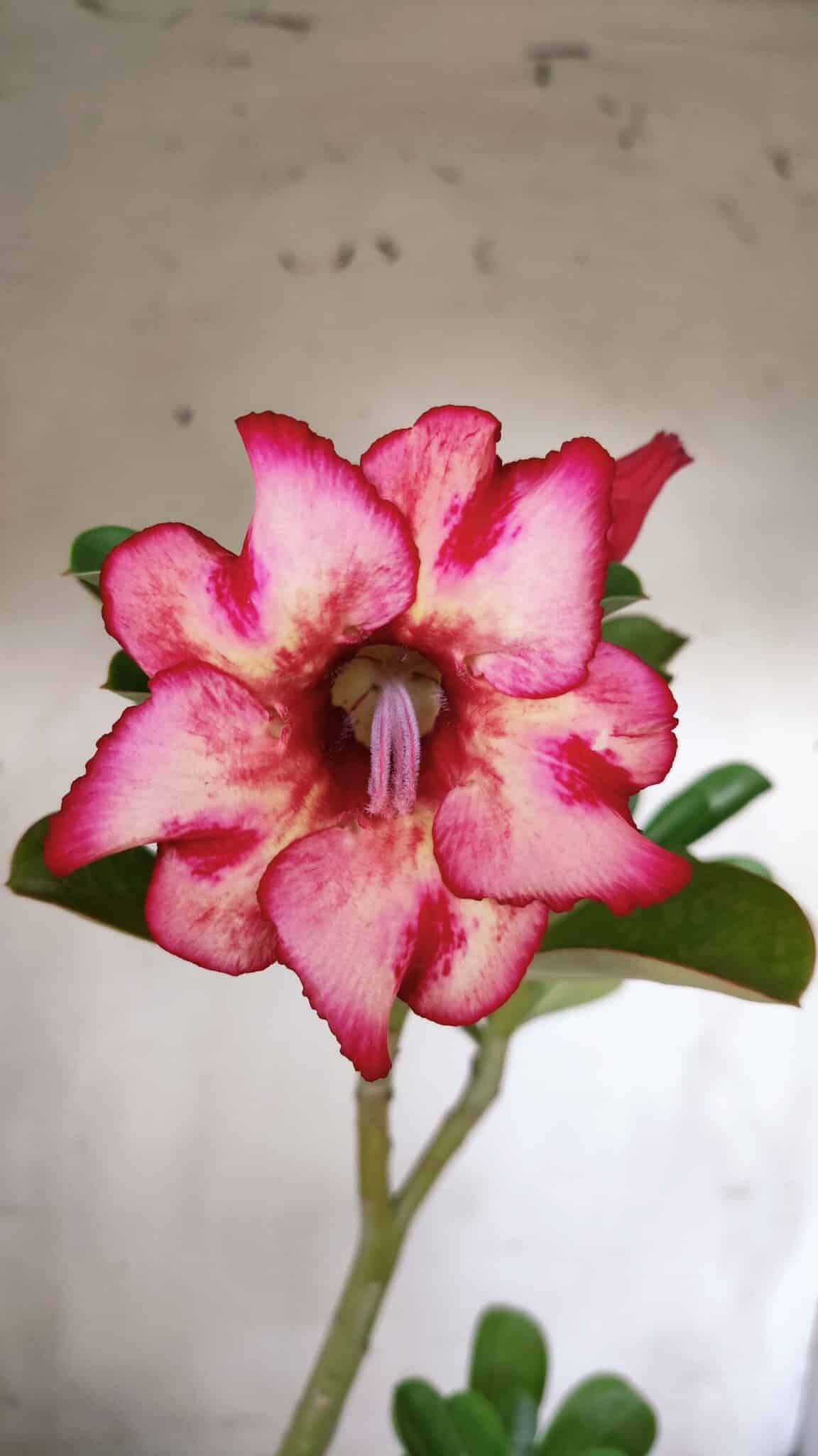 Planta Simples 2815 – 30cm – 02 anos