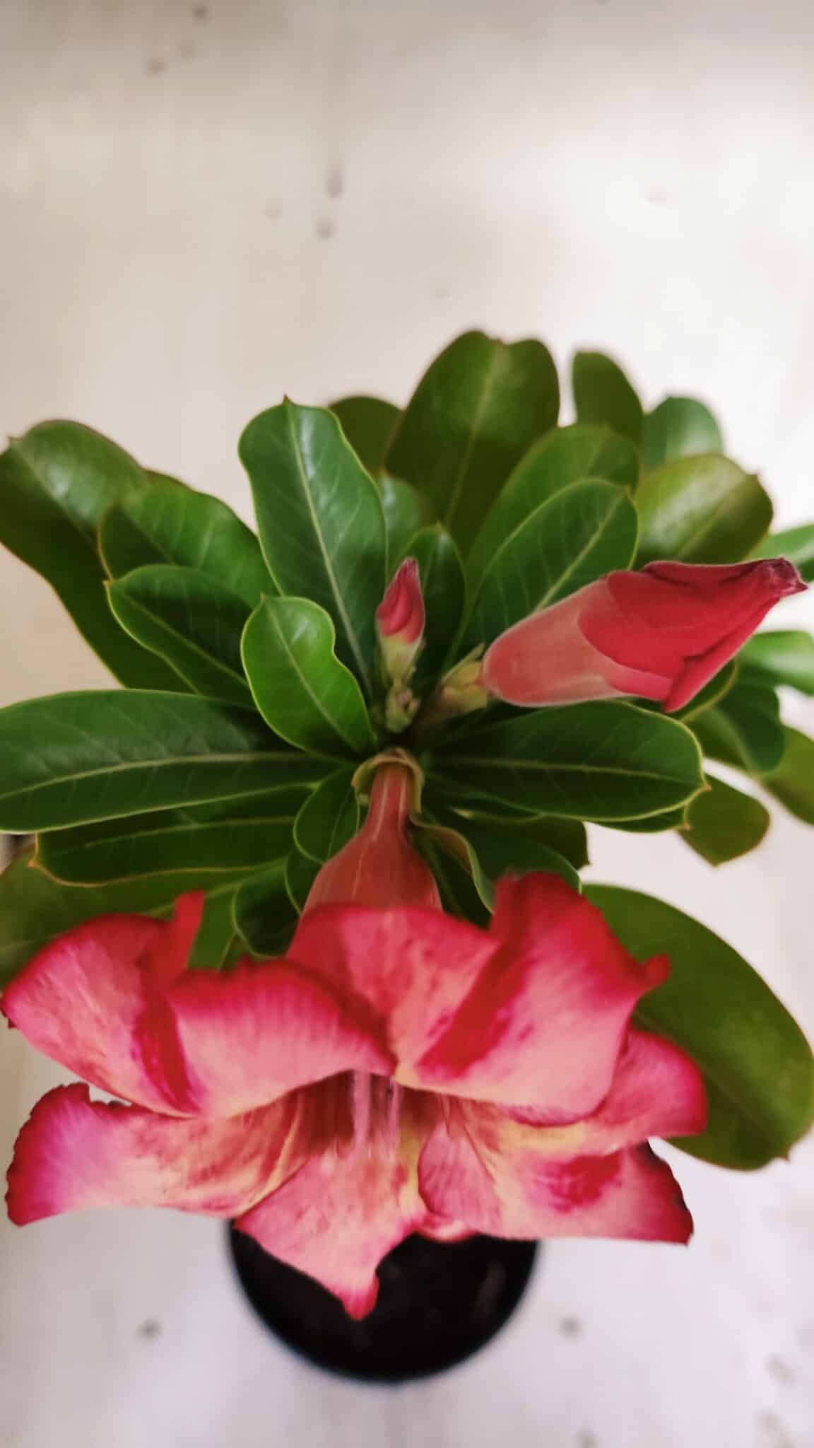 Planta Simples 2815 – 30cm – 02 anos