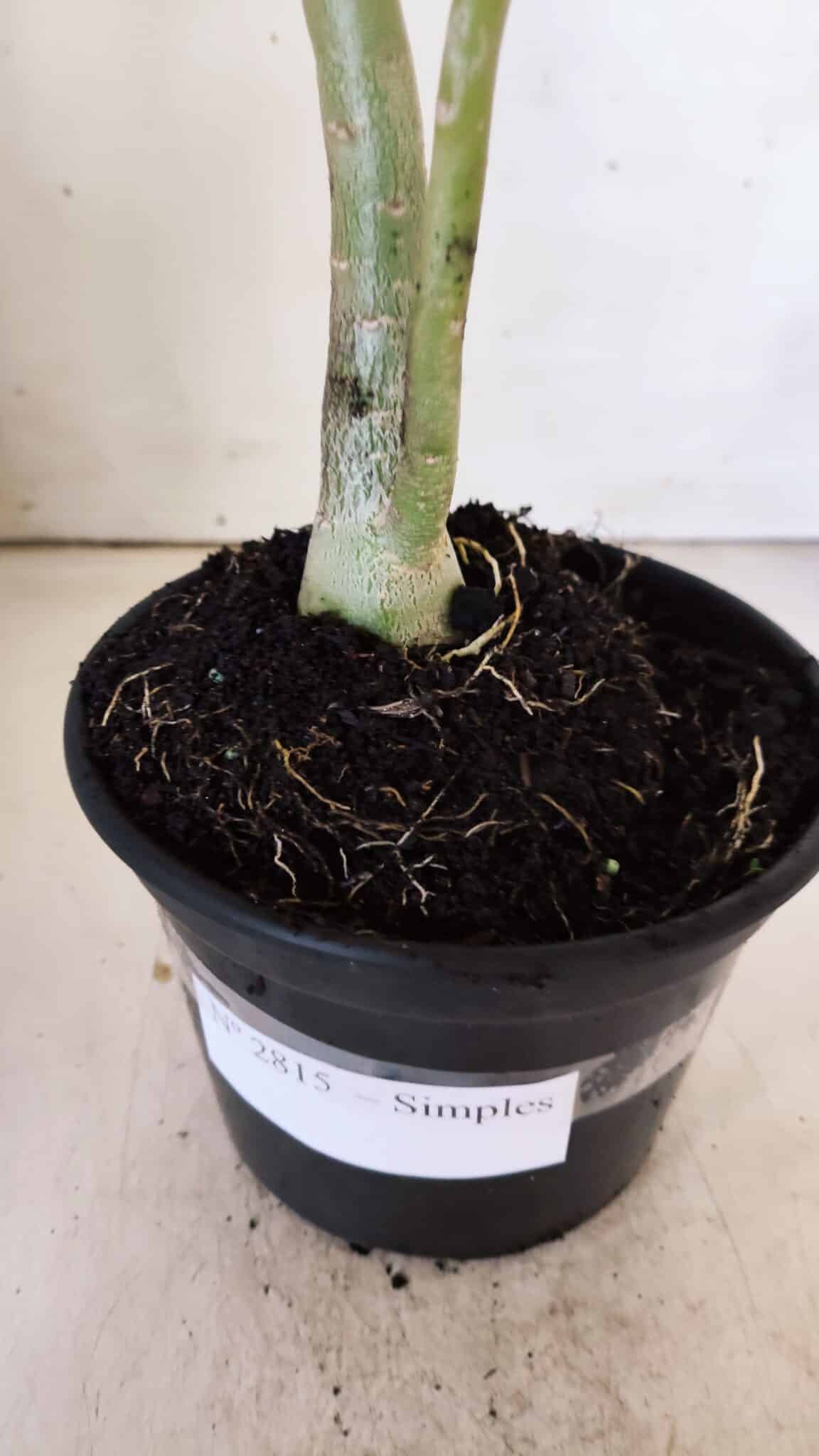 Planta Simples 2815 – 30cm – 02 anos