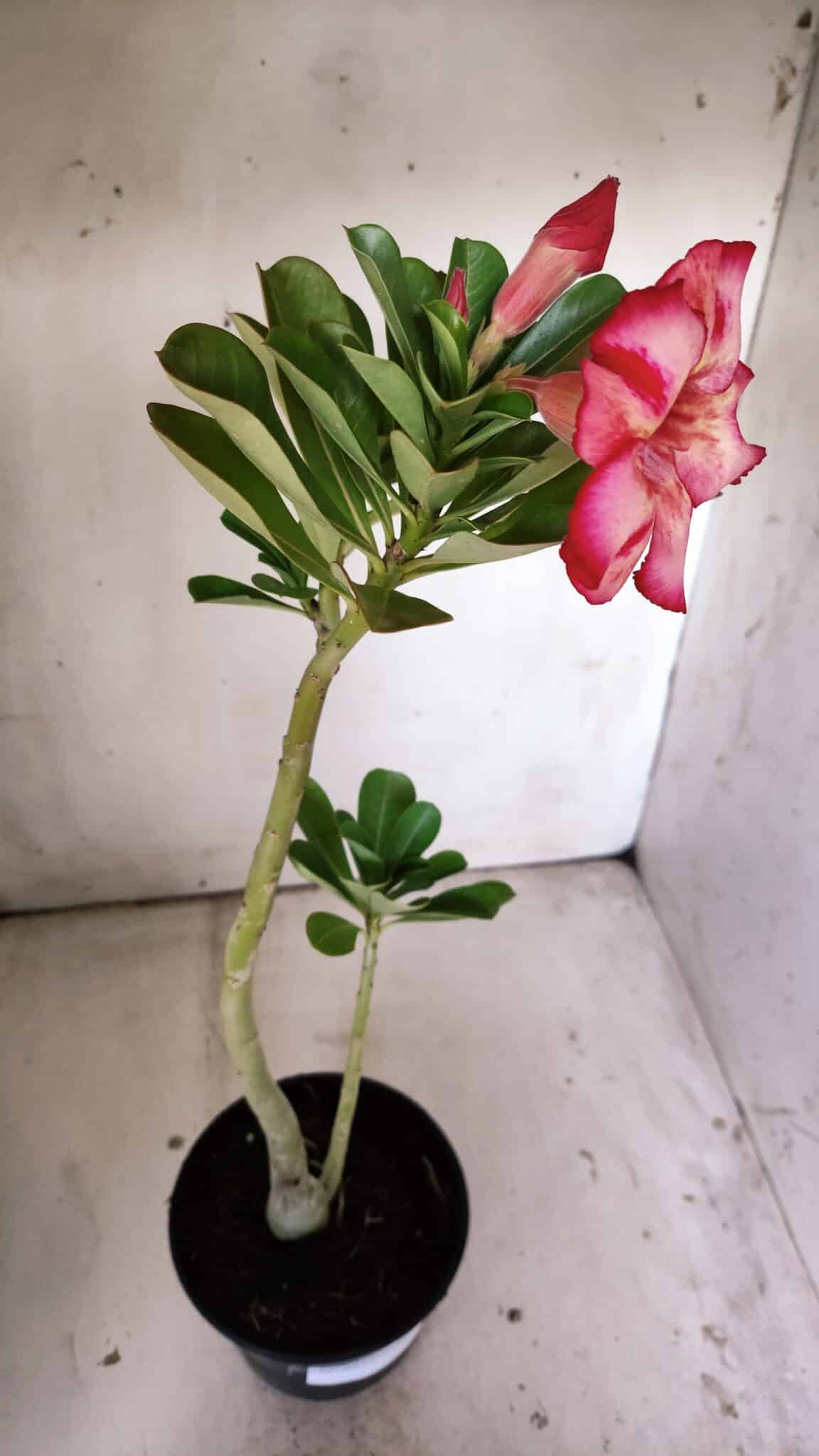 Planta Simples 2815 – 30cm – 02 anos