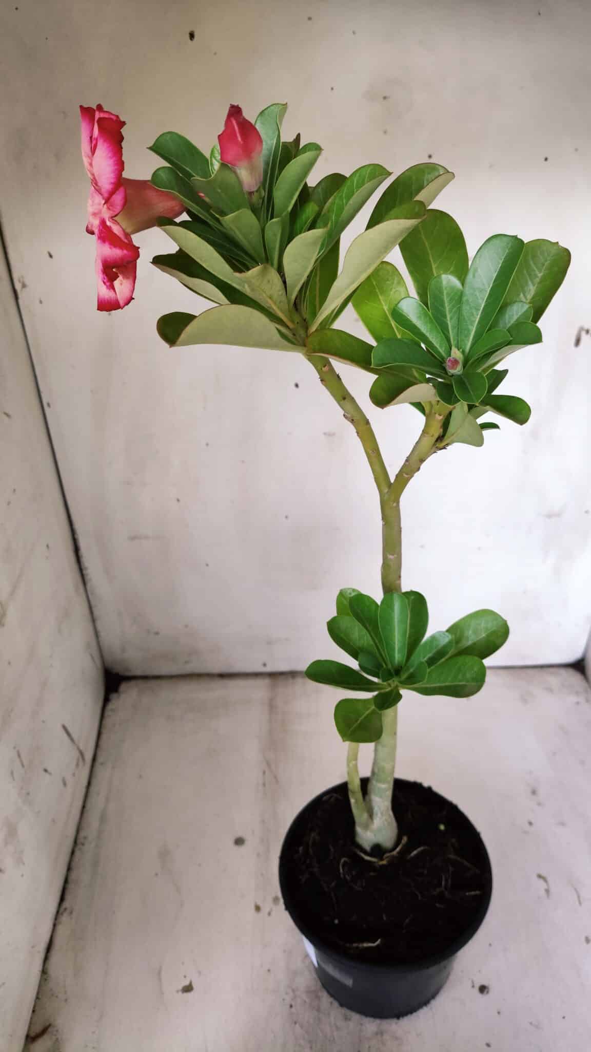 Planta Simples 2815 – 30cm – 02 anos