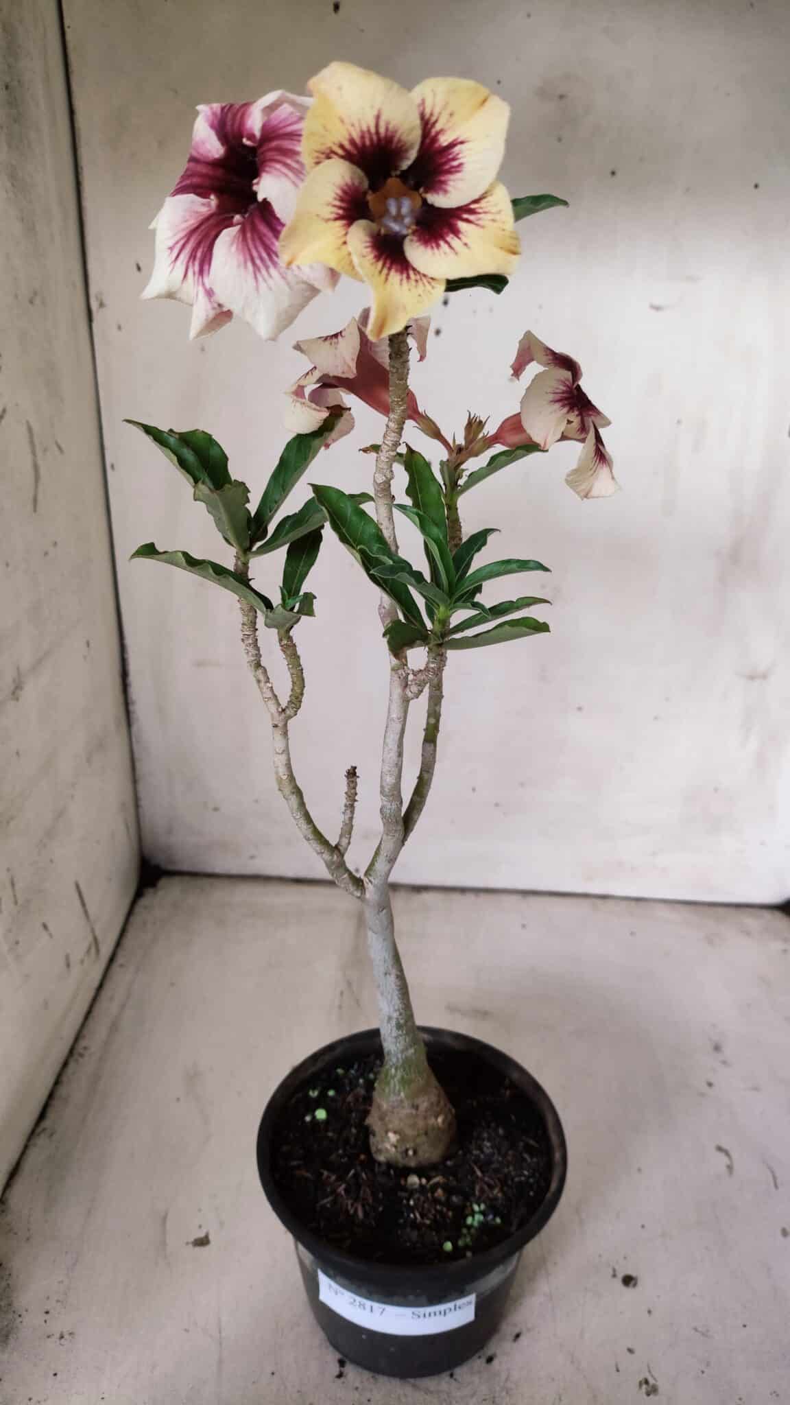 Planta Simples 2817 – 30cm – 02 anos