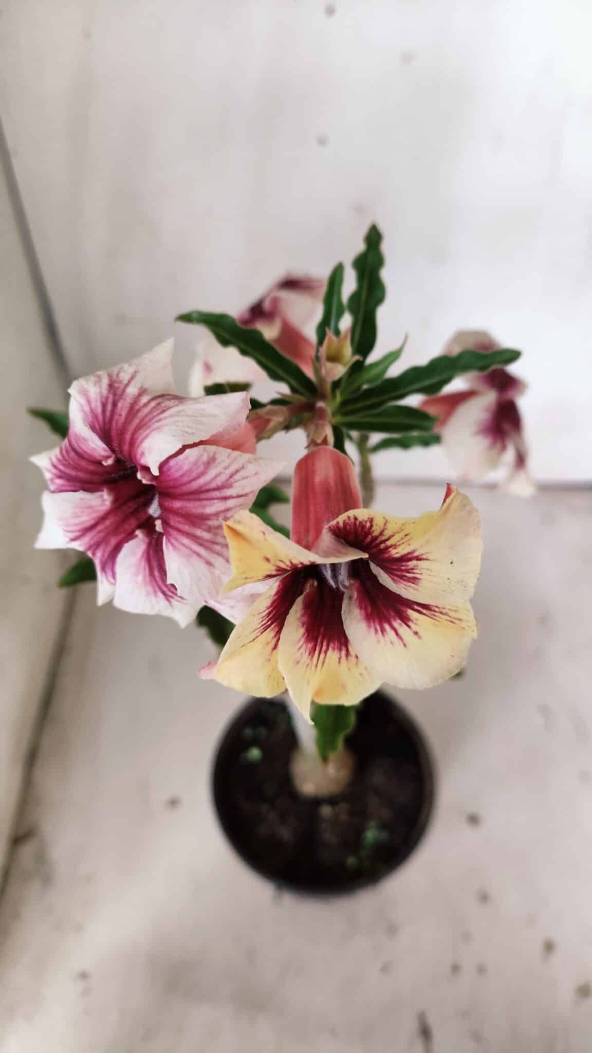 Planta Simples 2817 – 30cm – 02 anos