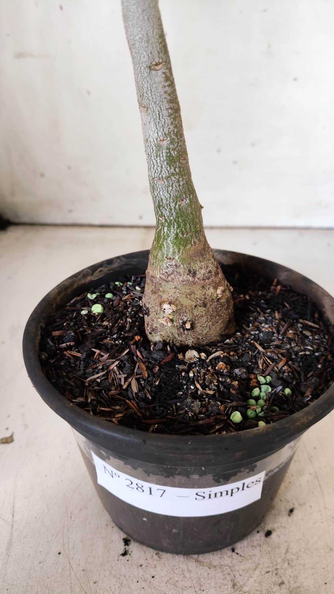 Planta Simples 2817 – 30cm – 02 anos