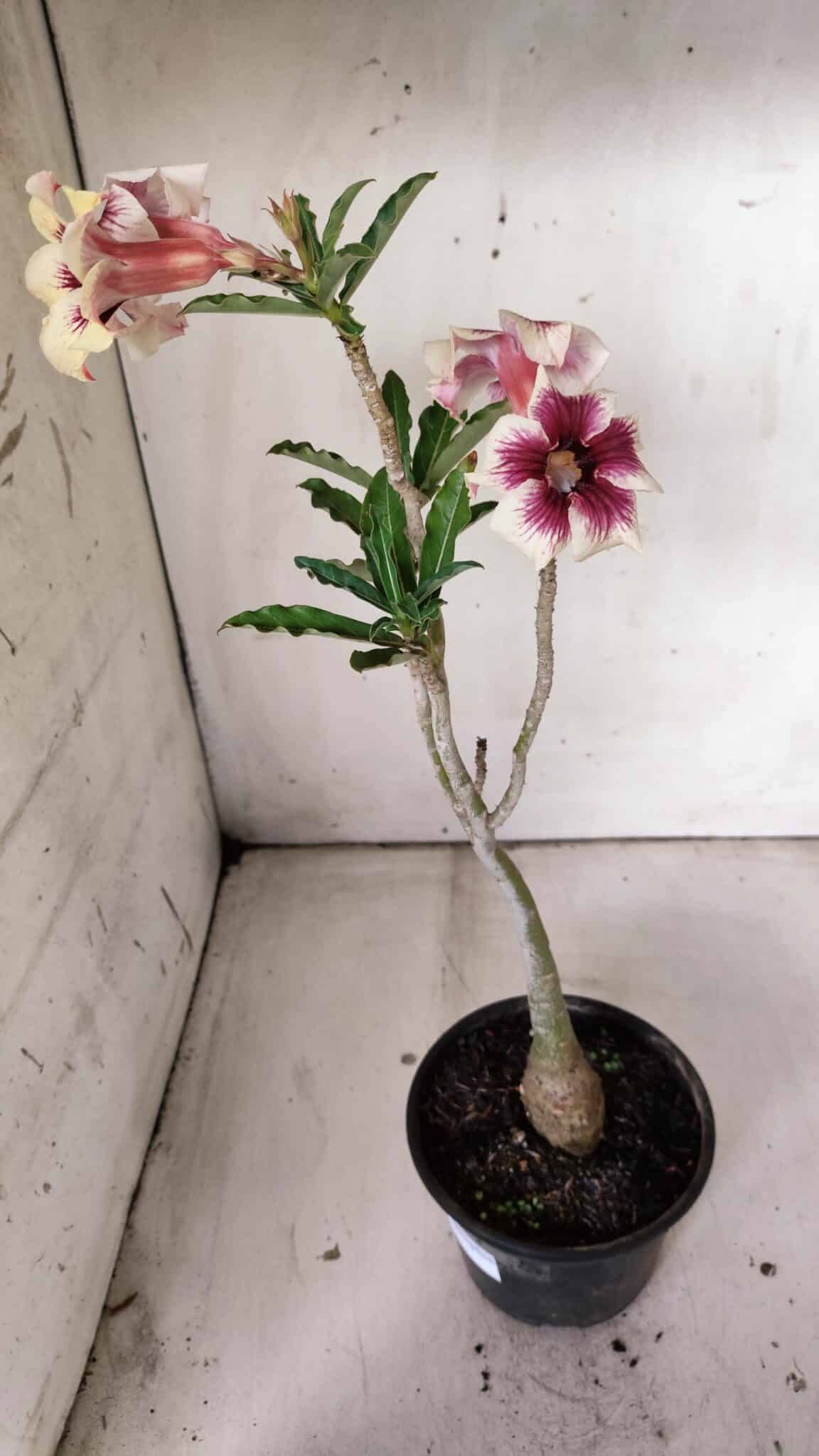 Planta Simples 2817 – 30cm – 02 anos