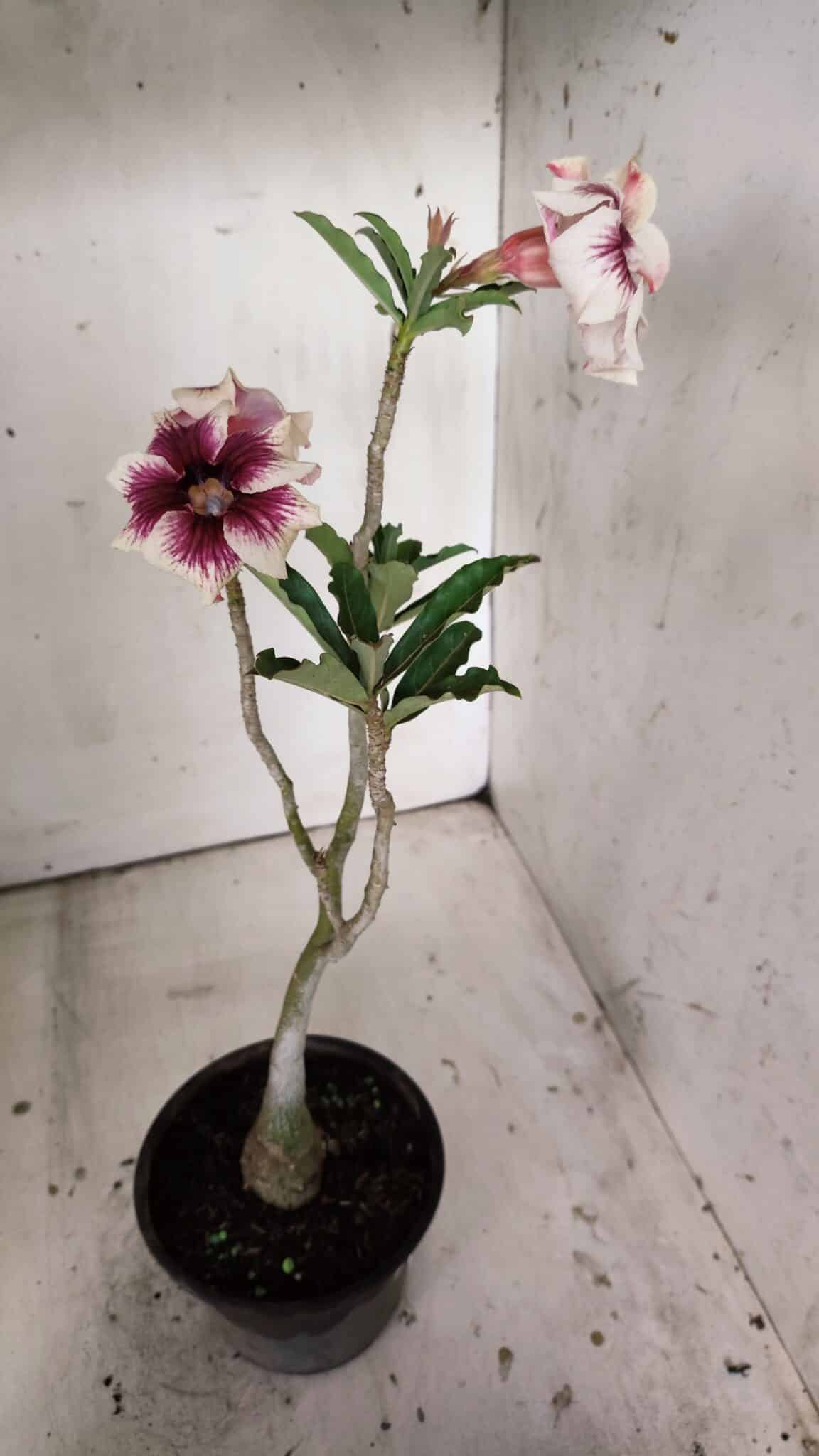 Planta Simples 2817 – 30cm – 02 anos