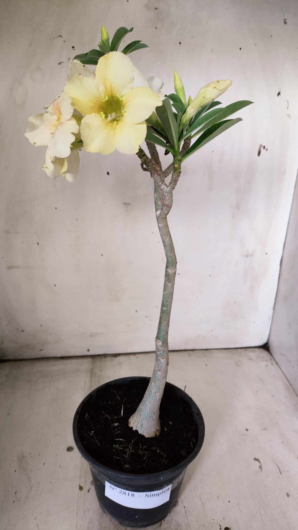Planta Simples 2818 – 30cm – 02 anos