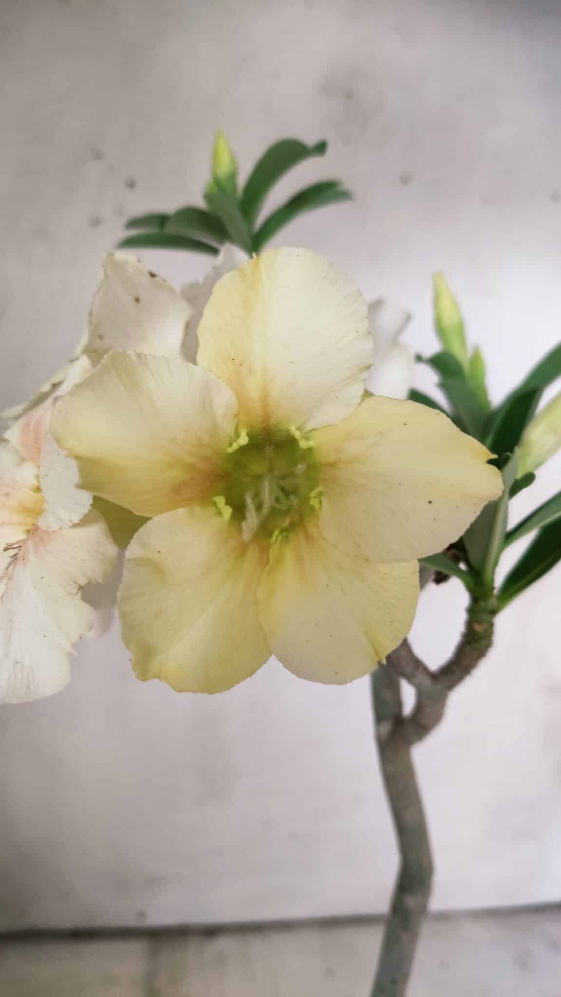 Planta Simples 2818 – 30cm – 02 anos
