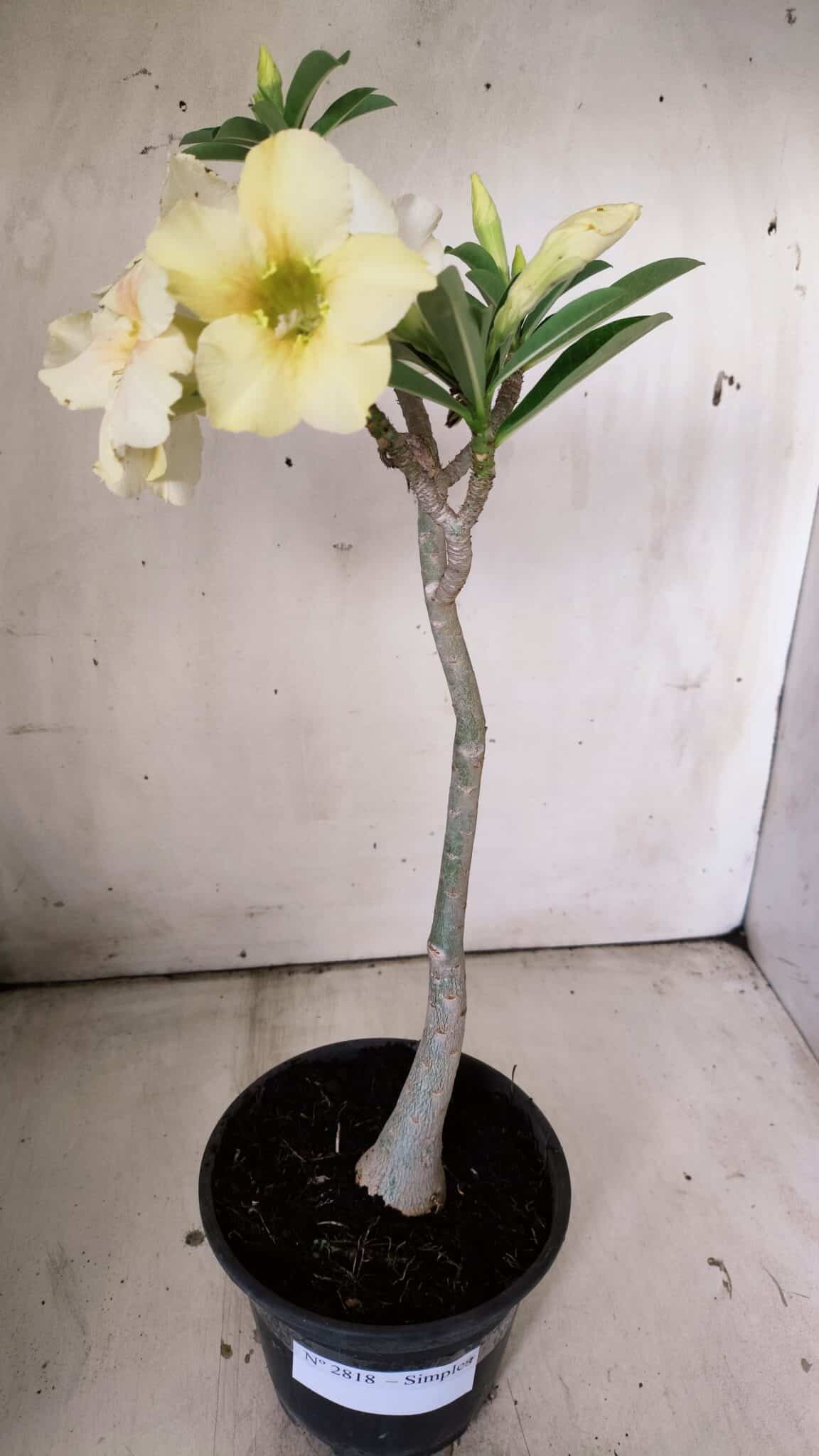 Planta Simples 2818 – 30cm – 02 anos