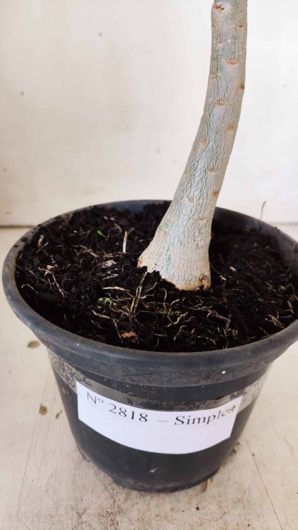 Planta Simples 2818 – 30cm – 02 anos