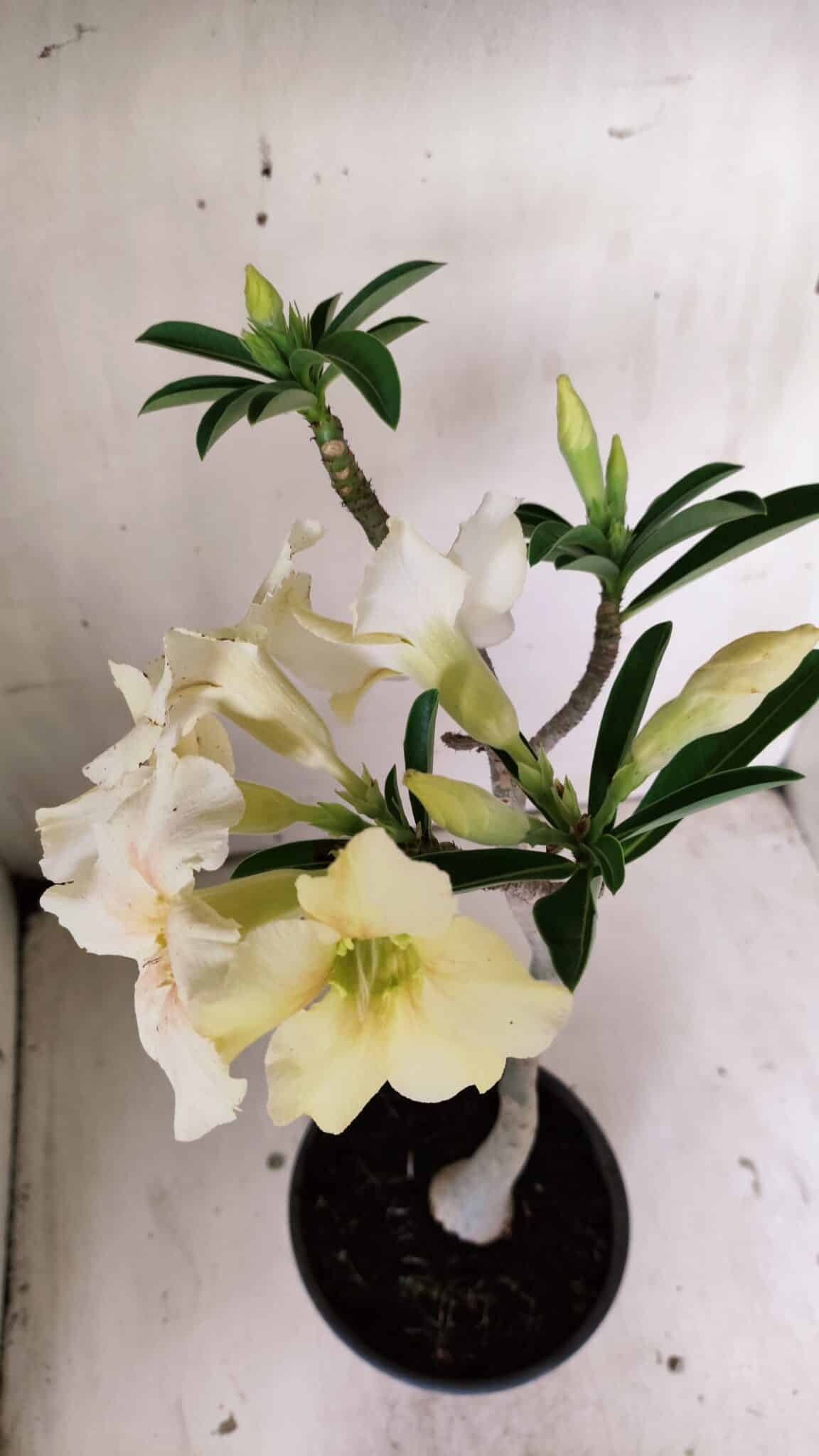 Planta Simples 2818 – 30cm – 02 anos