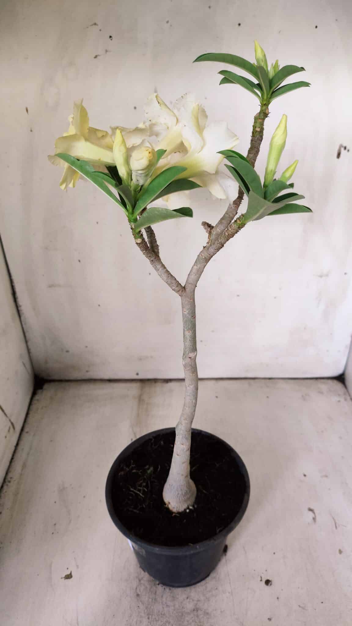 Planta Simples 2818 – 30cm – 02 anos