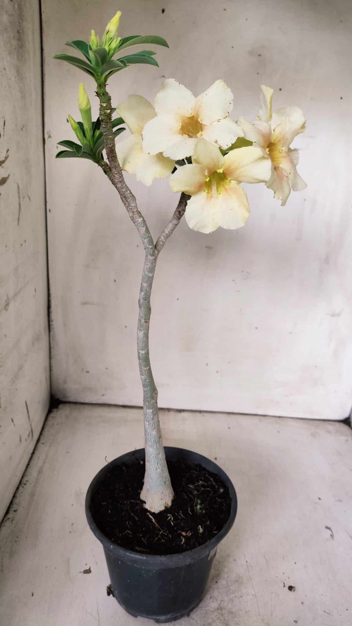 Planta Simples 2818 – 30cm – 02 anos