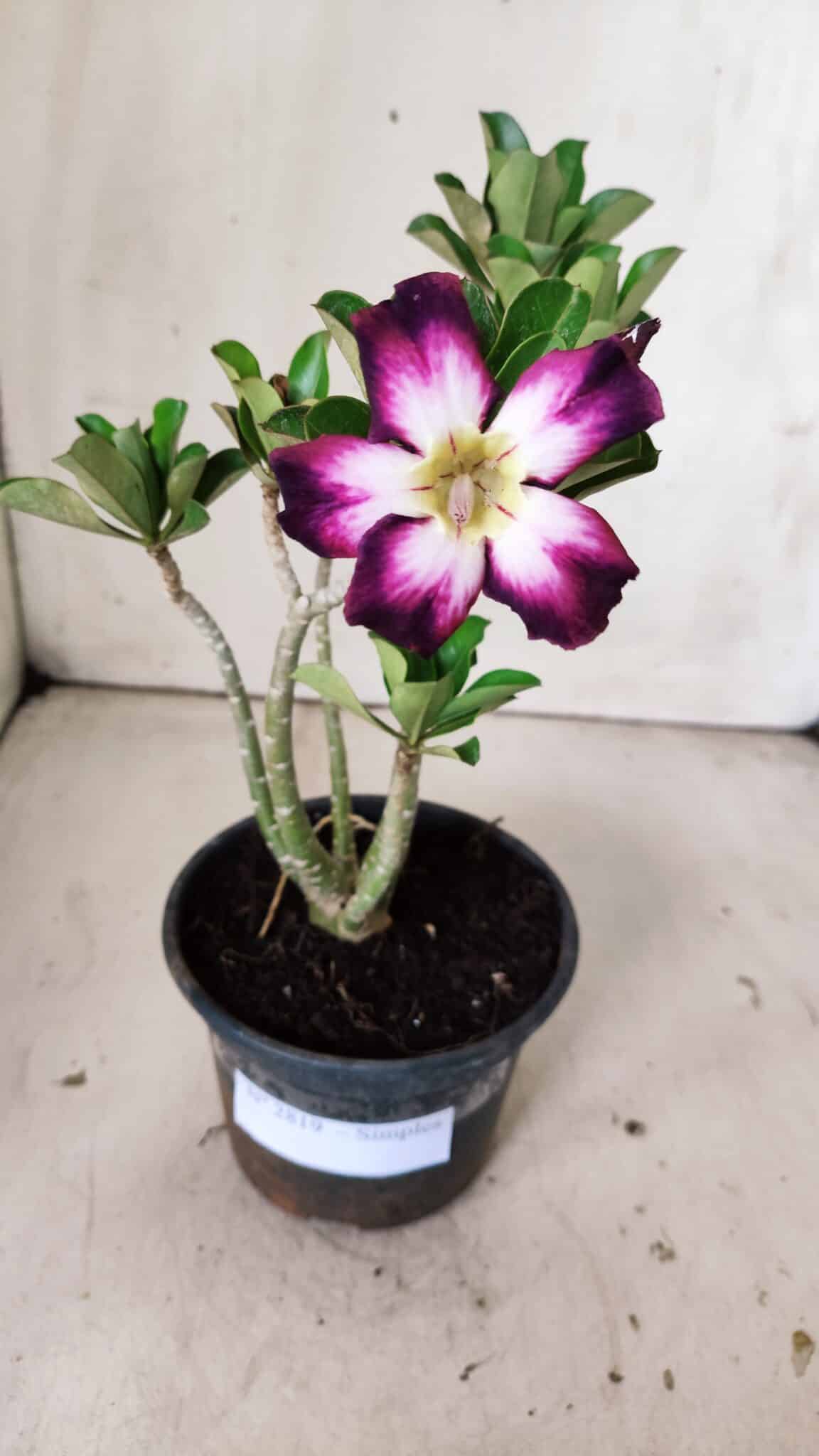 Planta Simples 2819 – 30cm – 02 anos