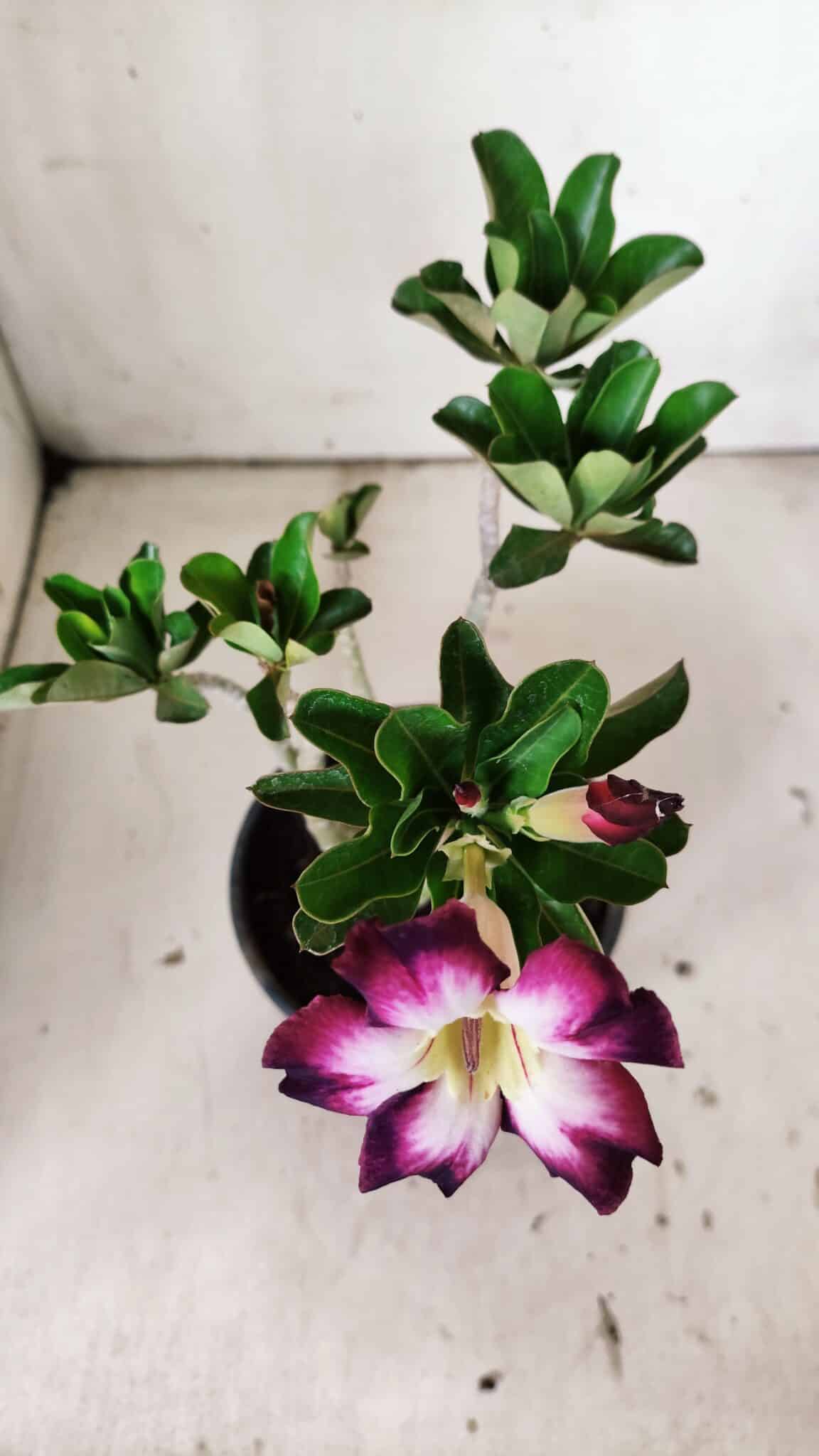 Planta Simples 2819 – 30cm – 02 anos