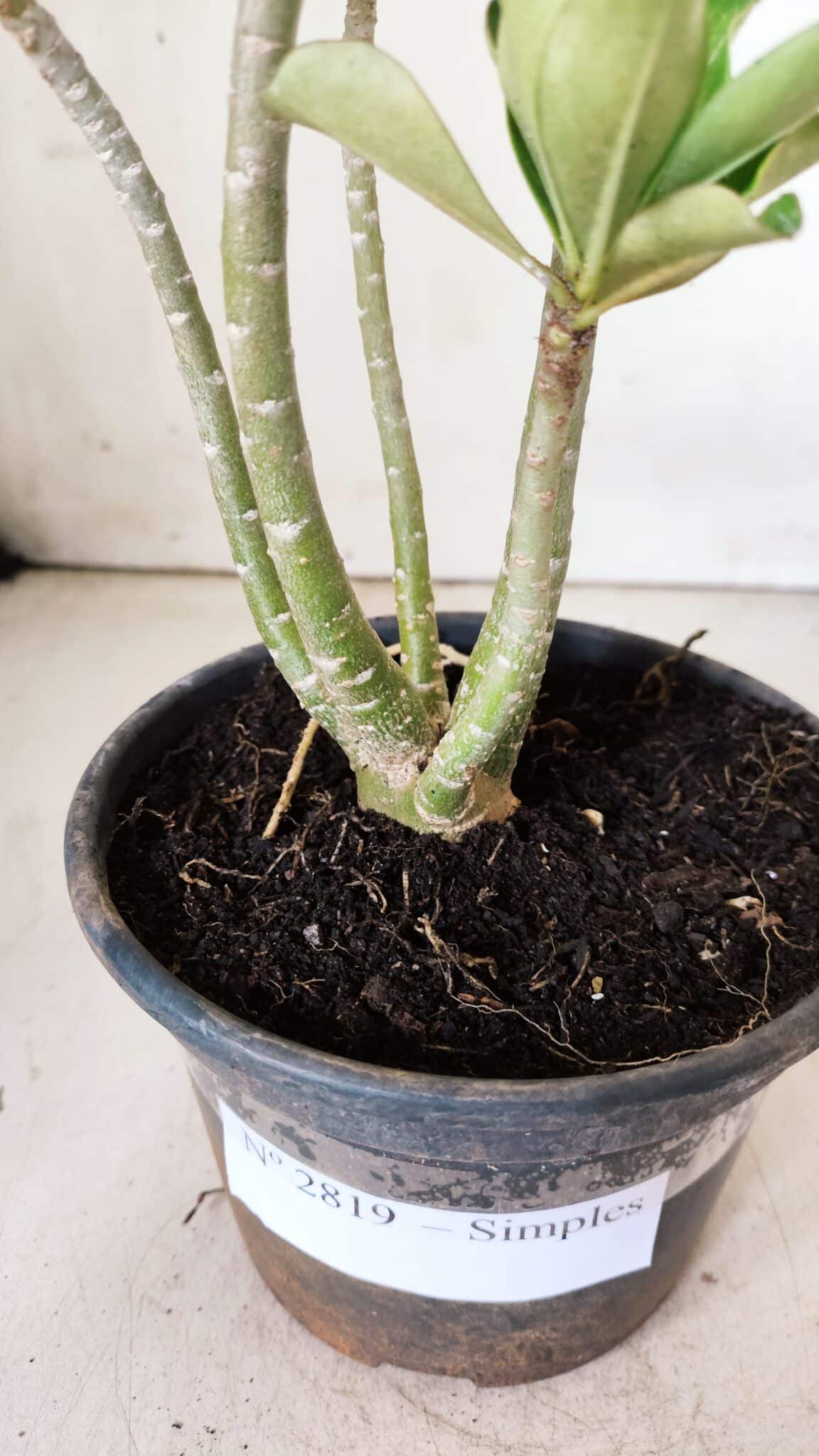 Planta Simples 2819 – 30cm – 02 anos