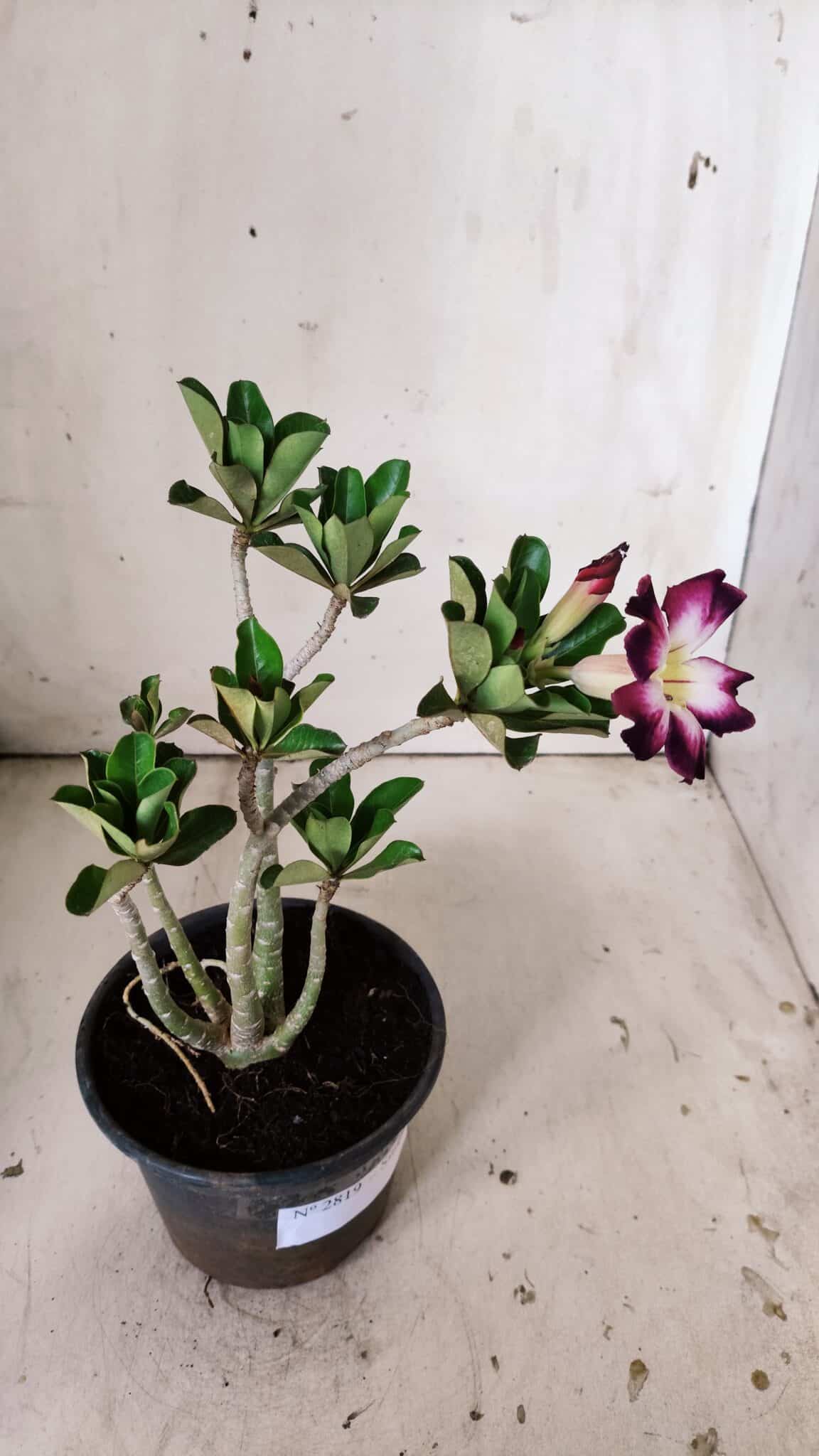 Planta Simples 2819 – 30cm – 02 anos