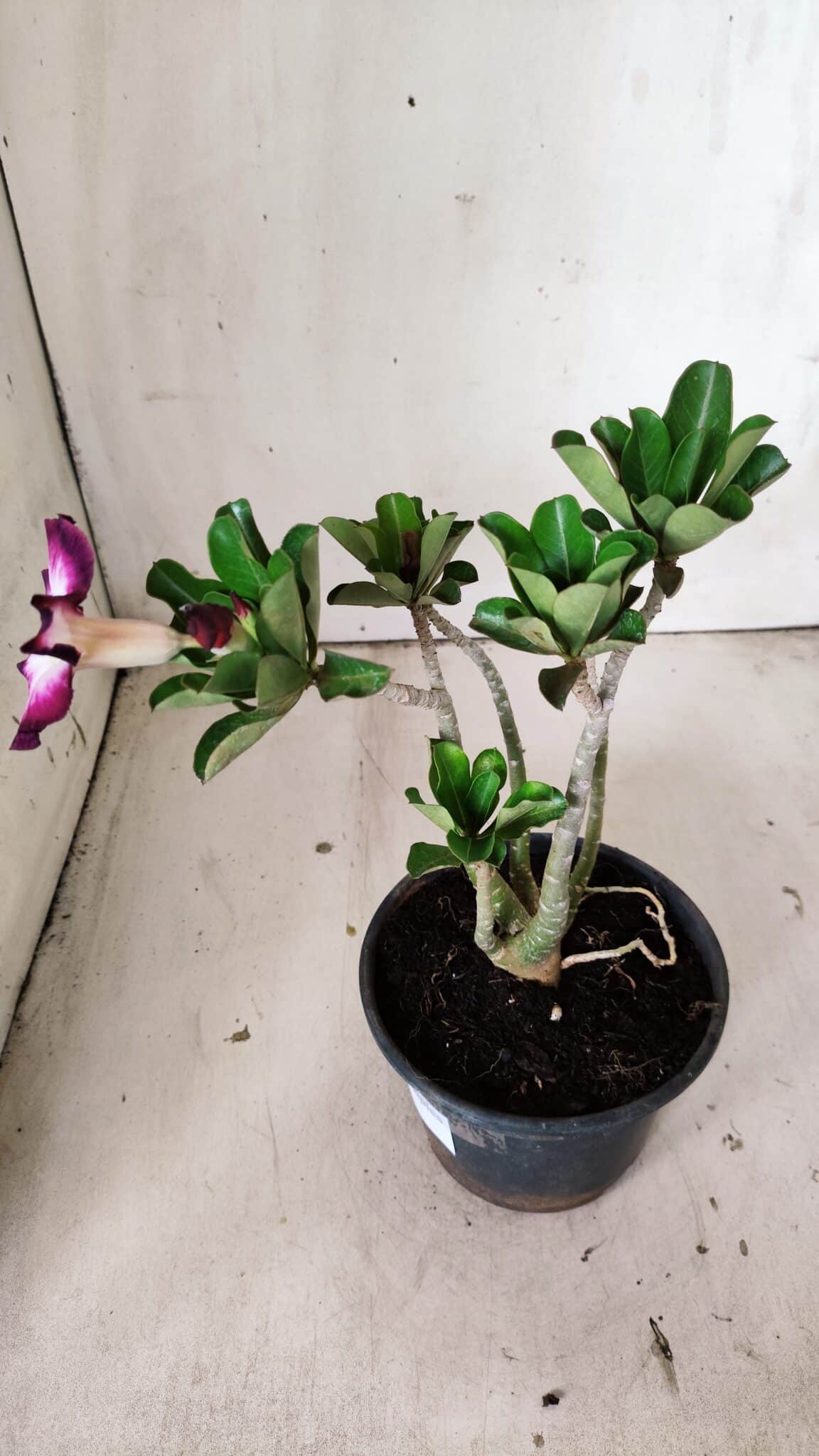 Planta Simples 2819 – 30cm – 02 anos