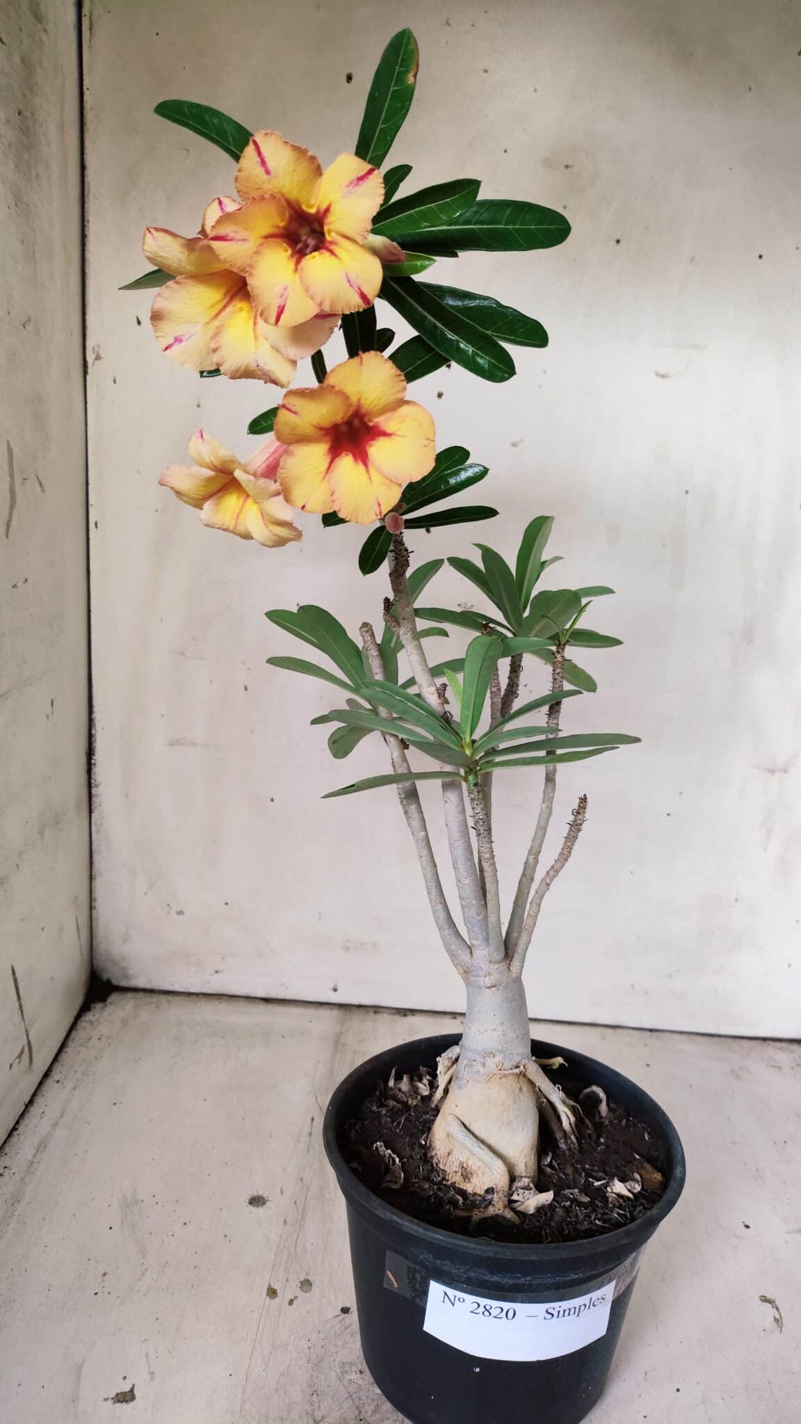 Planta Simples 2820 – 35cm – 03 anos