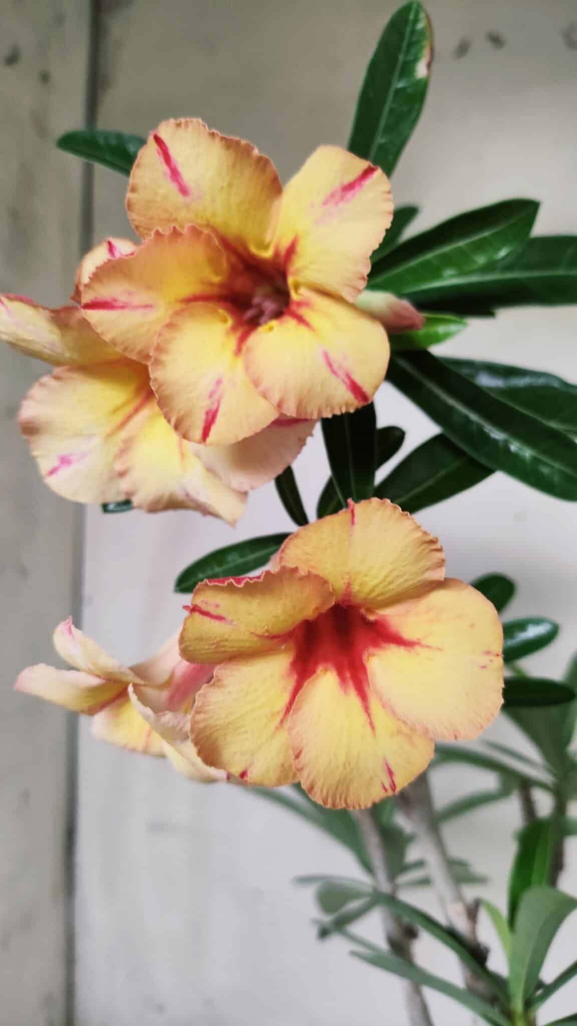 Planta Simples 2820 – 35cm – 03 anos