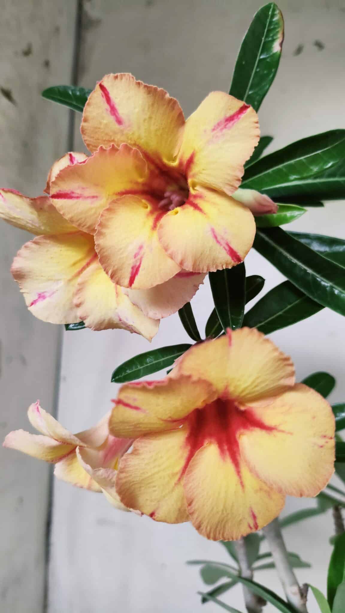 Planta Simples 2820 – 35cm – 03 anos