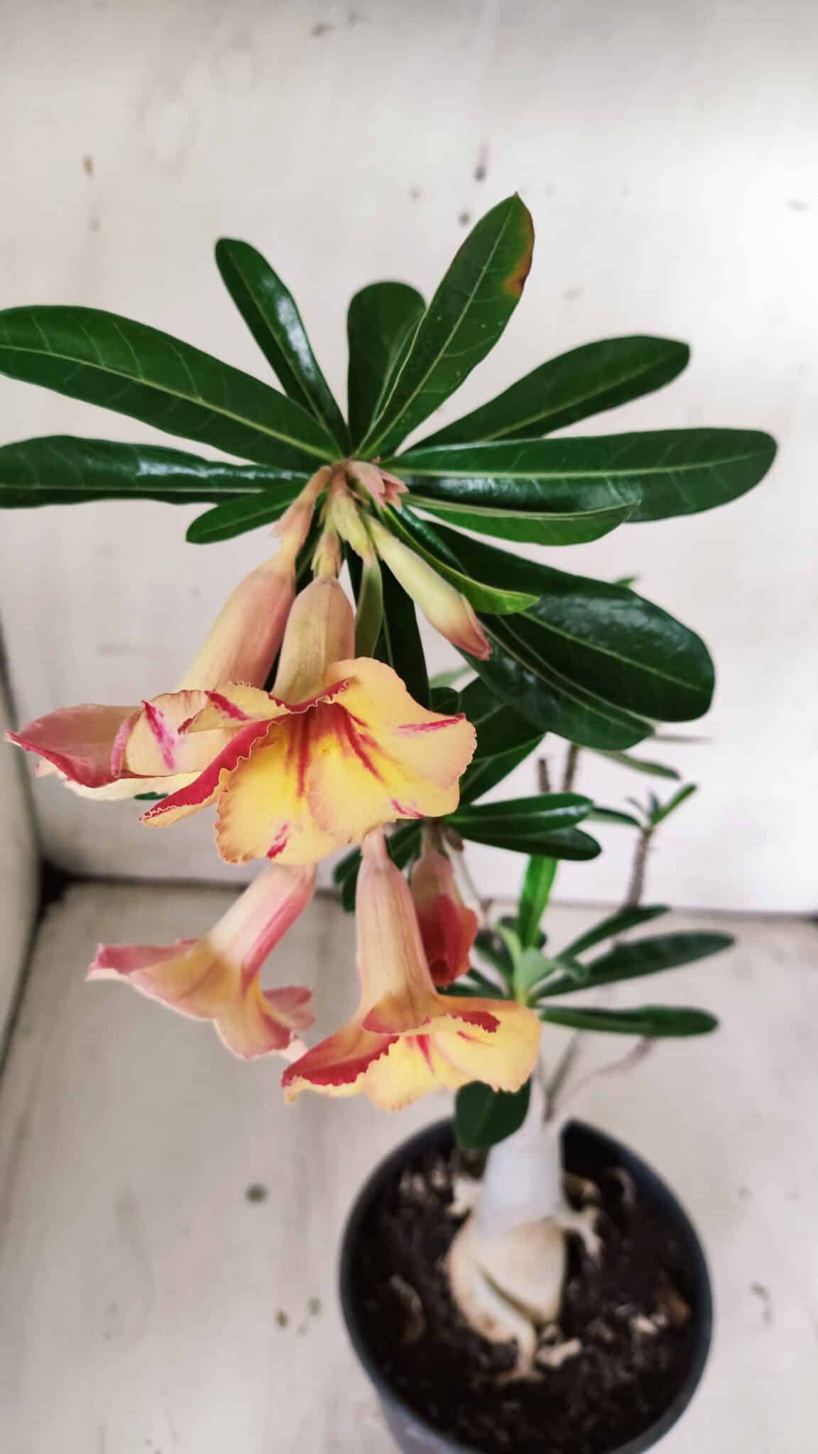 Planta Simples 2820 – 35cm – 03 anos