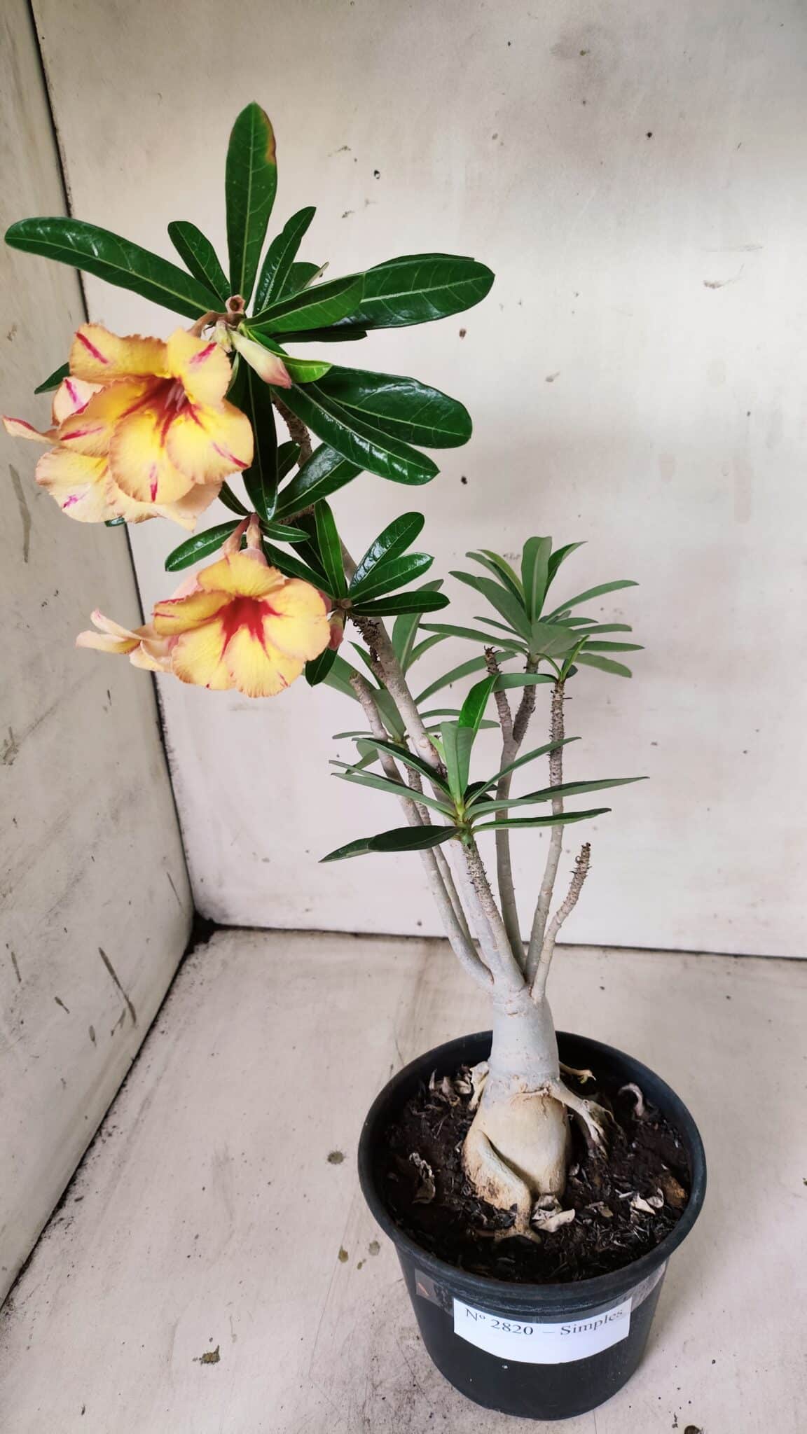 Planta Simples 2820 – 35cm – 03 anos