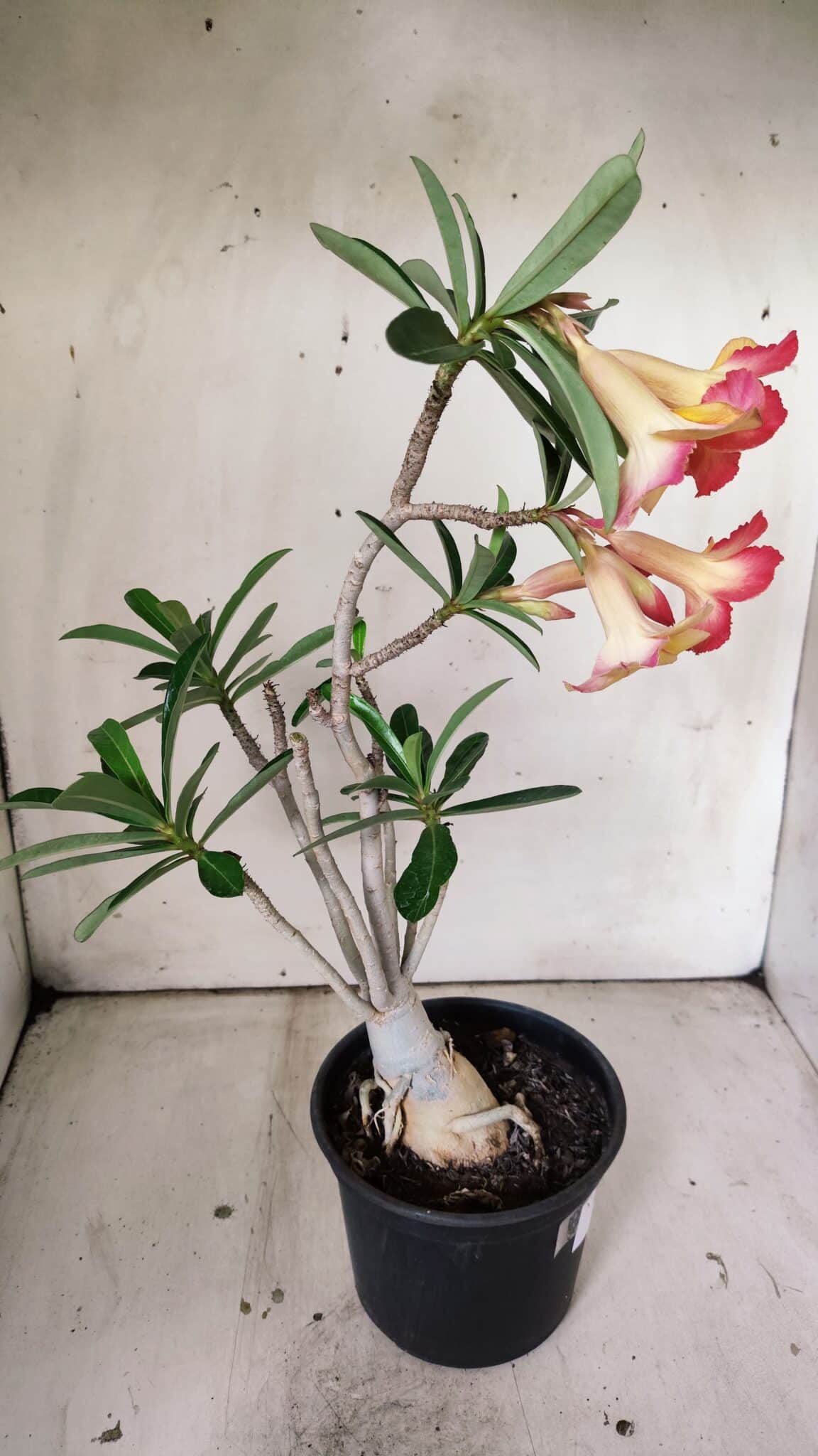 Planta Simples 2820 – 35cm – 03 anos