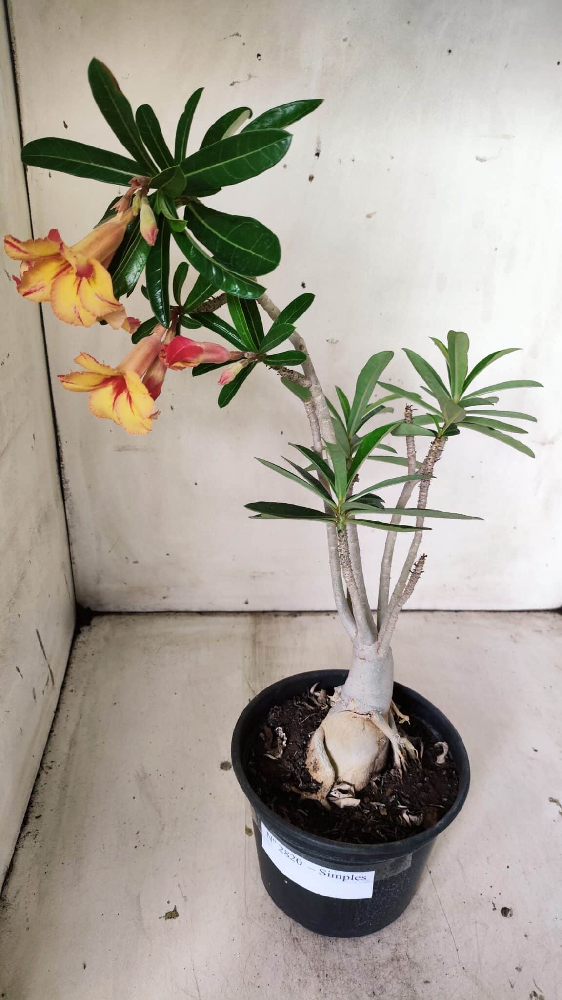 Planta Simples 2820 – 35cm – 03 anos