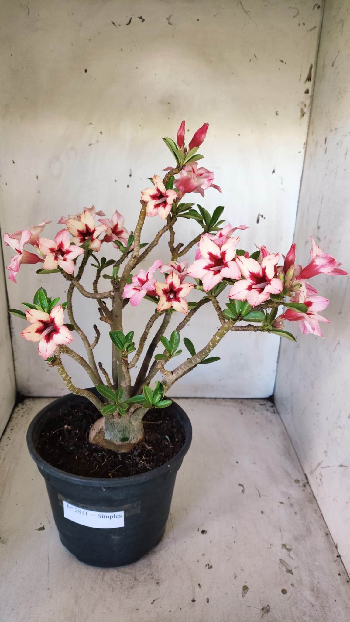 Planta Simples 2821  – 40cm – 04 anos