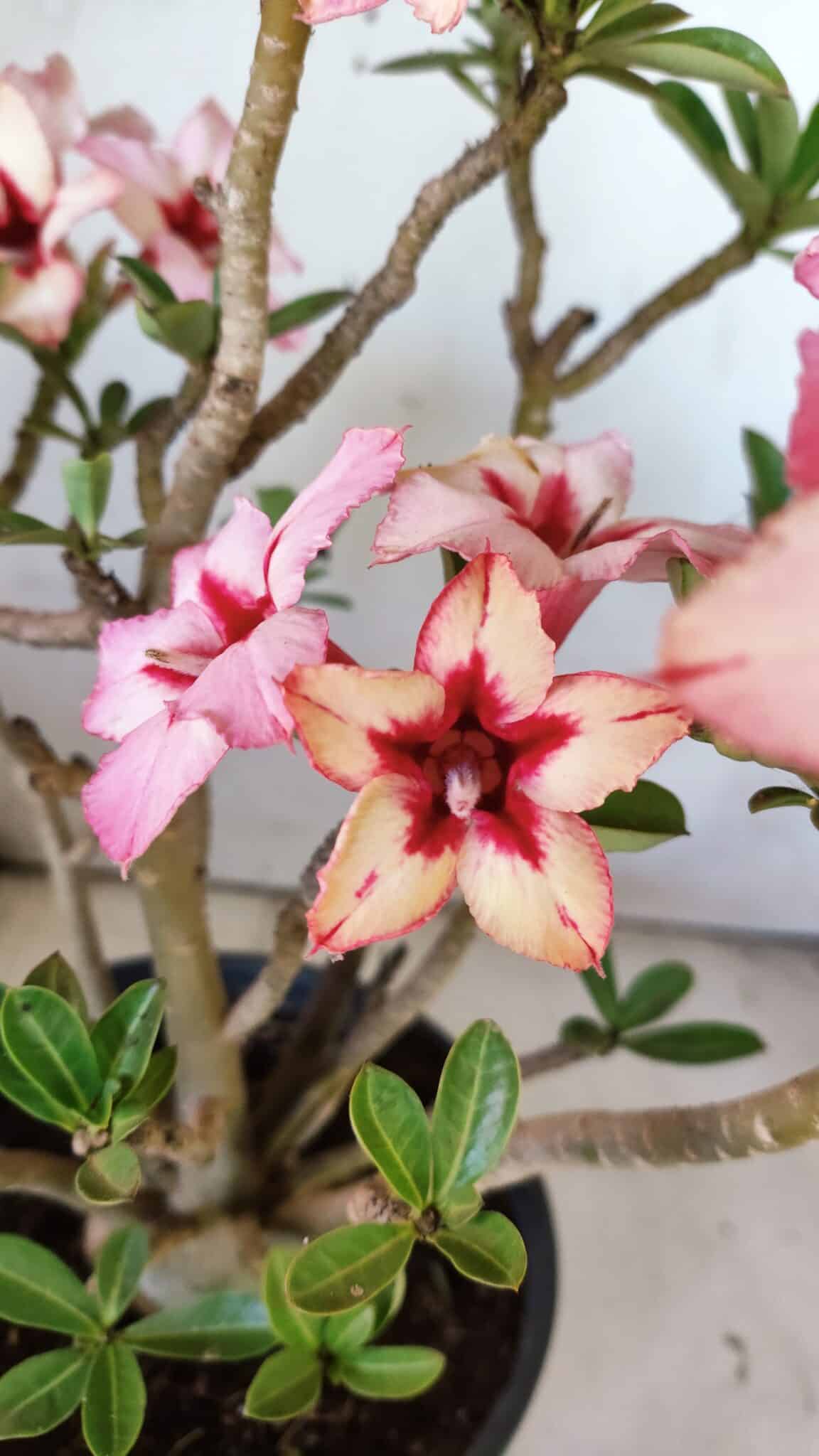 Planta Simples 2821  – 40cm – 04 anos