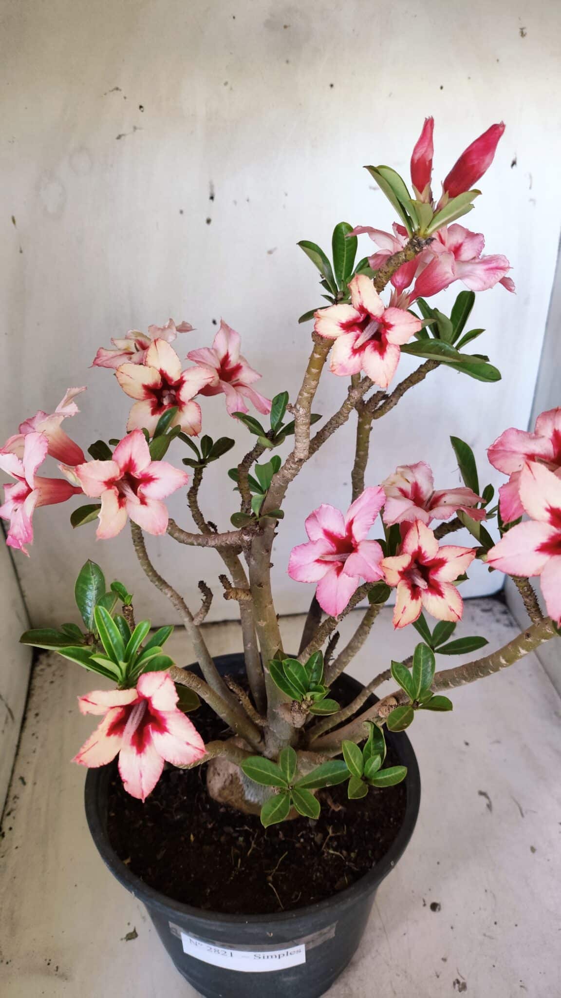 Planta Simples 2821  – 40cm – 04 anos