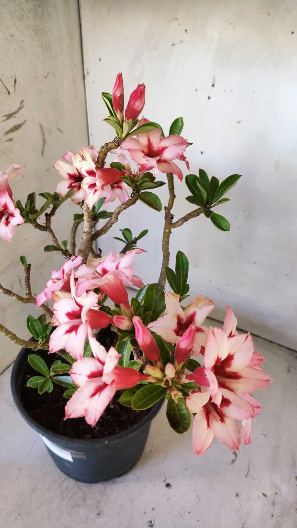 Planta Simples 2821  – 40cm – 04 anos