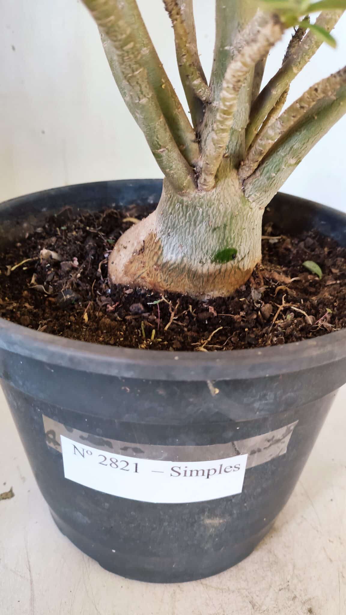 Planta Simples 2821  – 40cm – 04 anos