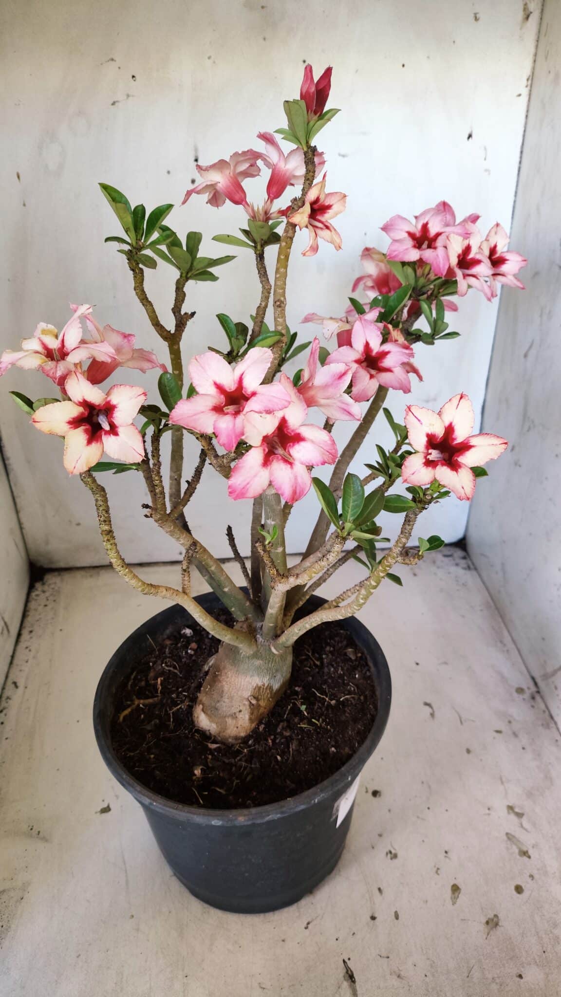 Planta Simples 2821  – 40cm – 04 anos