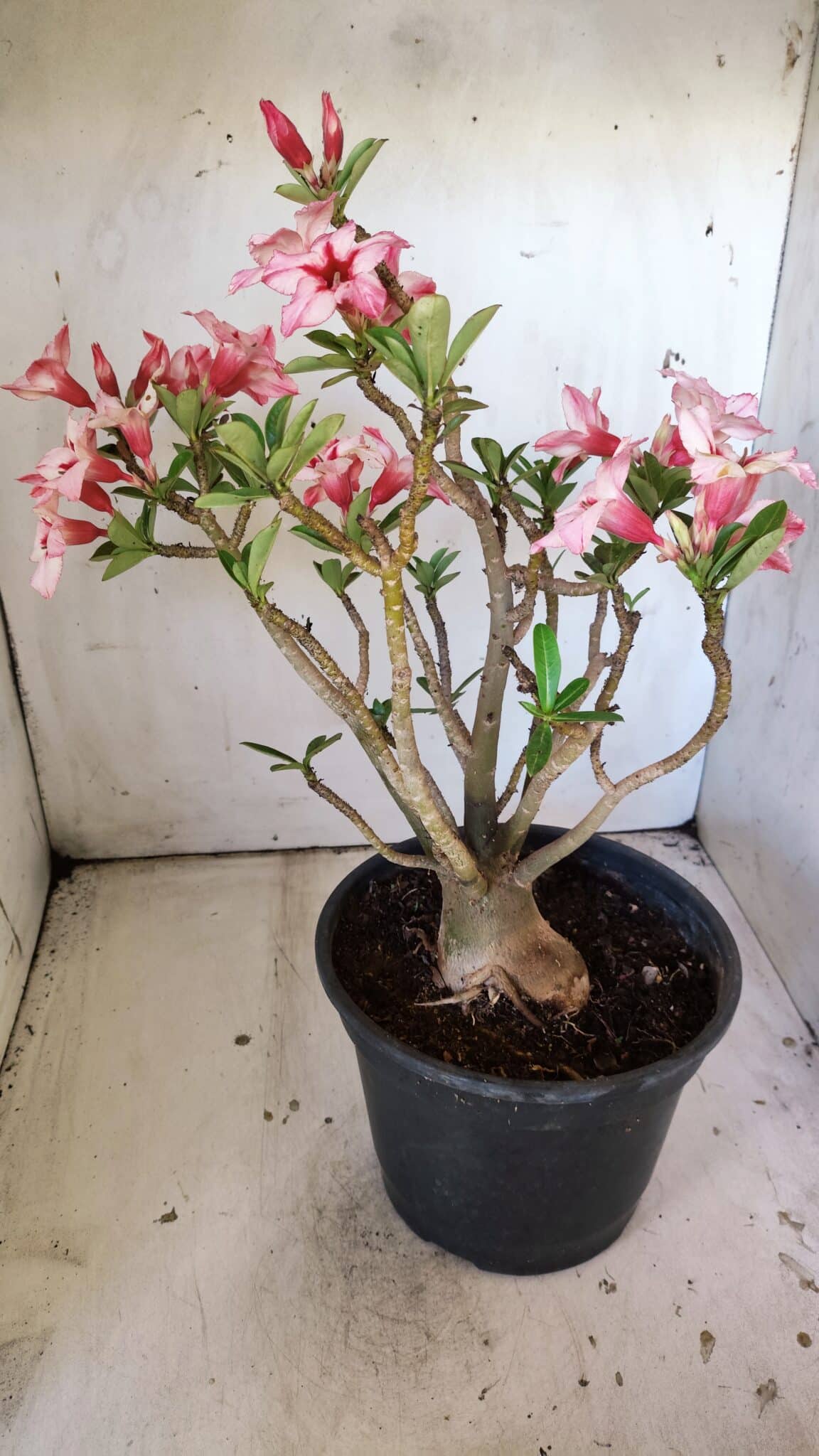 Planta Simples 2821  – 40cm – 04 anos