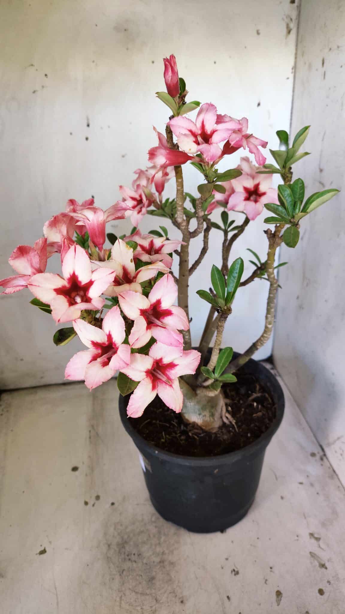 Planta Simples 2821  – 40cm – 04 anos
