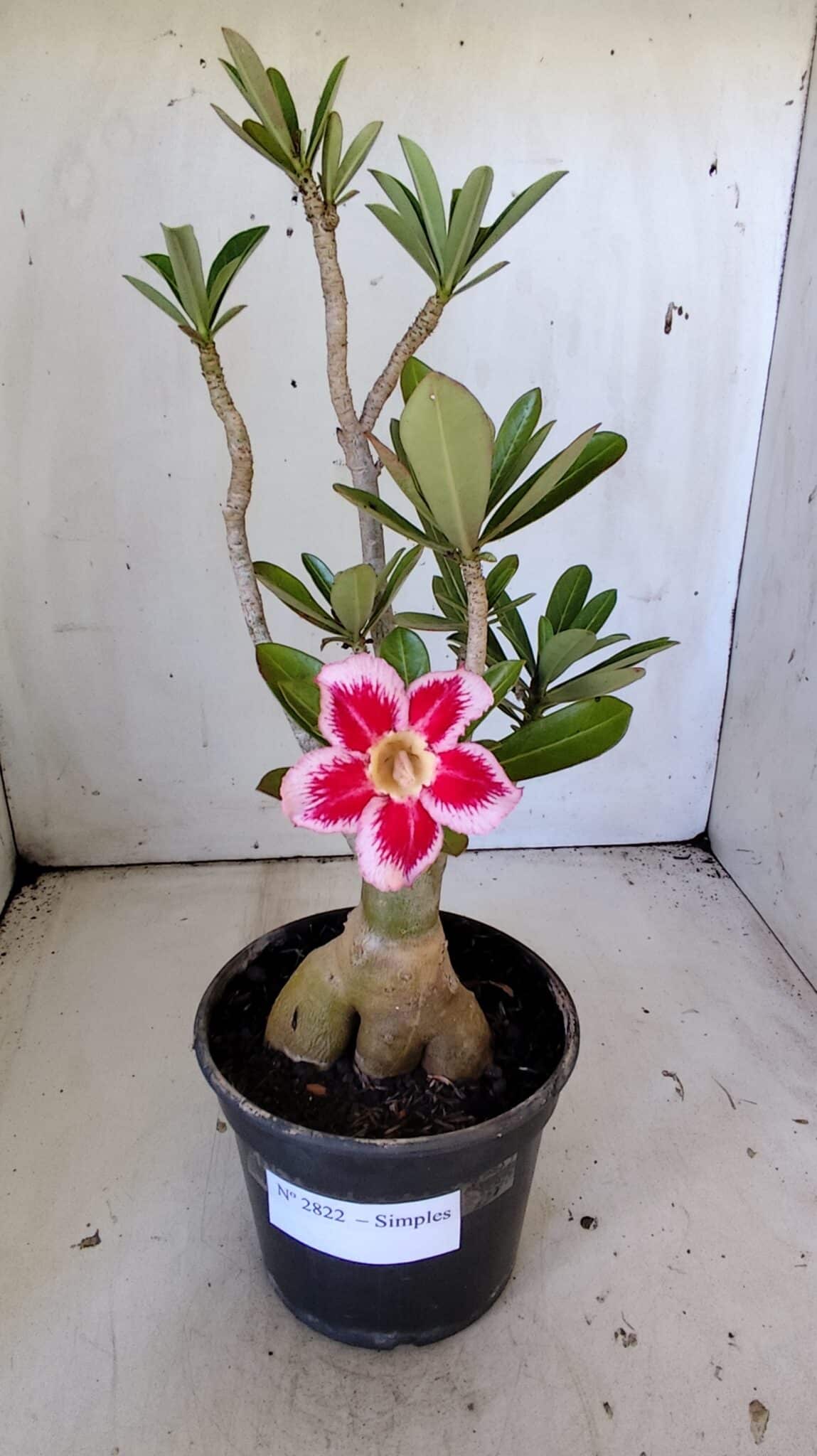 Planta Simples 2822  – 35cm – 03 anos