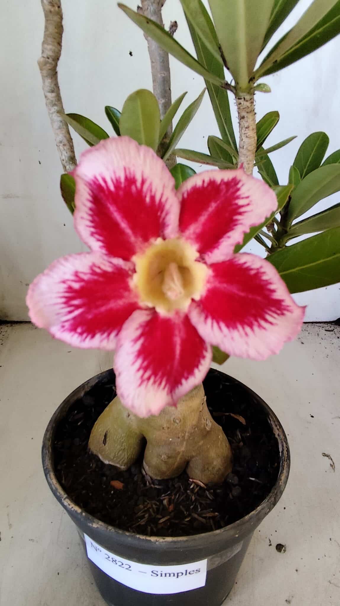 Planta Simples 2822  – 35cm – 03 anos