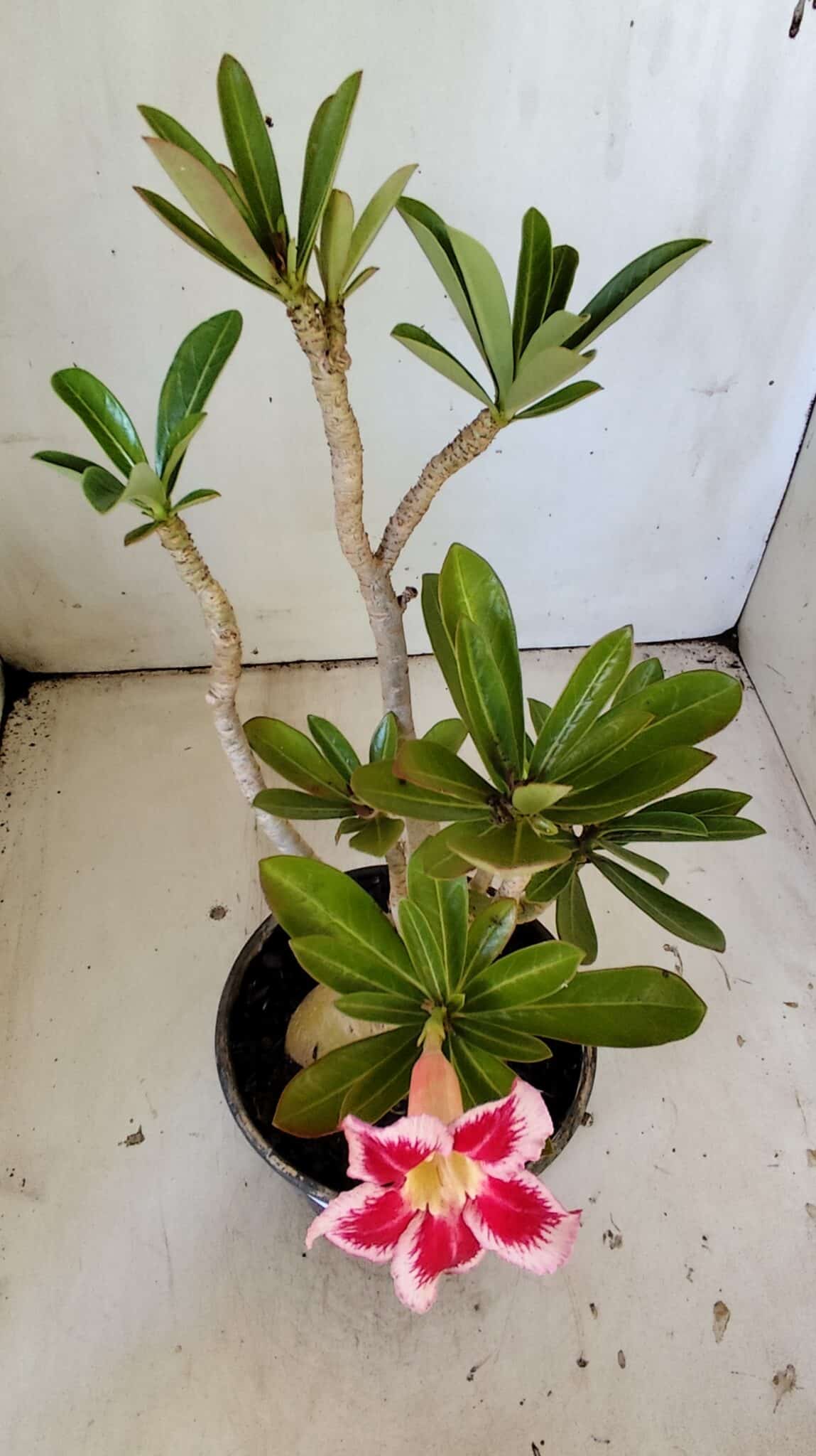 Planta Simples 2822  – 35cm – 03 anos