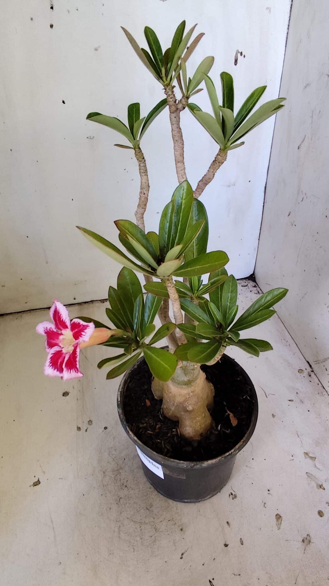 Planta Simples 2822  – 35cm – 03 anos