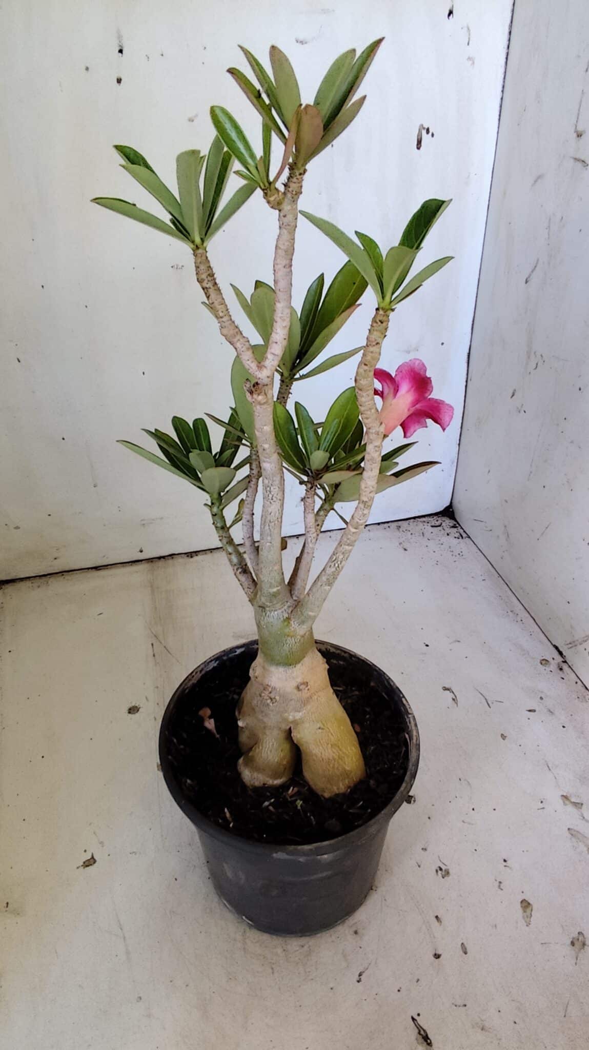 Planta Simples 2822  – 35cm – 03 anos