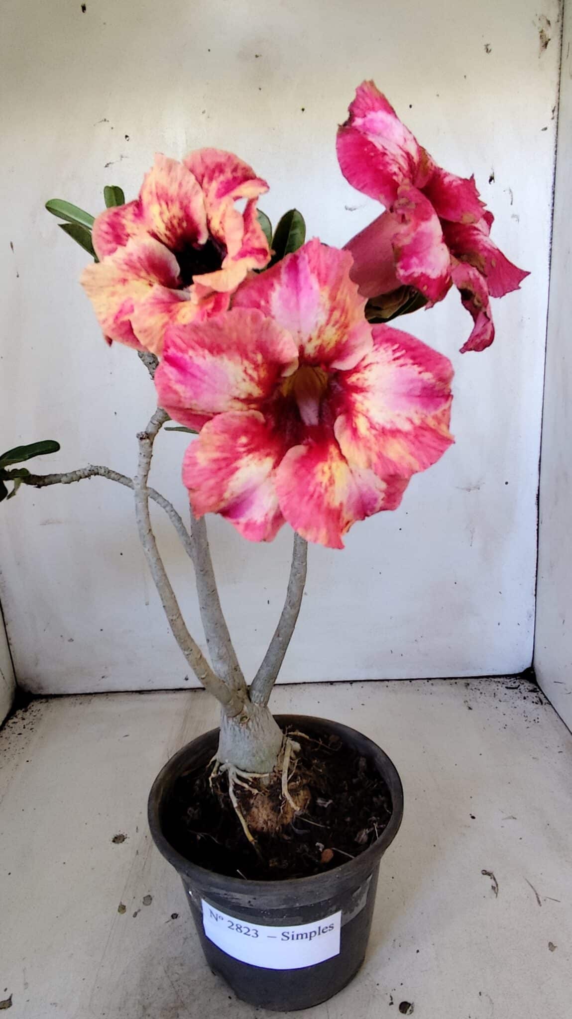 Planta Simples 2823  – 35cm – 03 anos