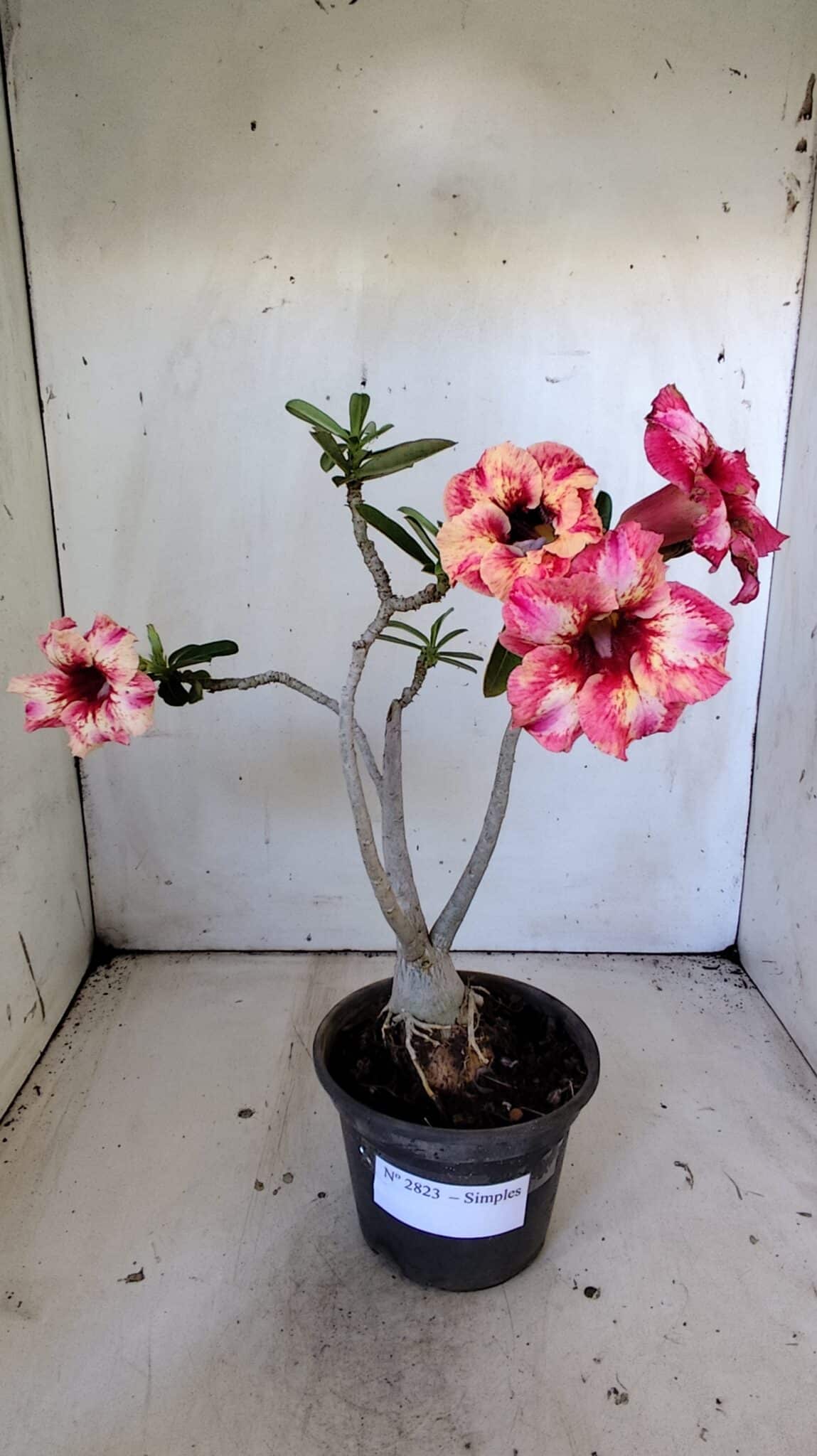 Planta Simples 2823  – 35cm – 03 anos
