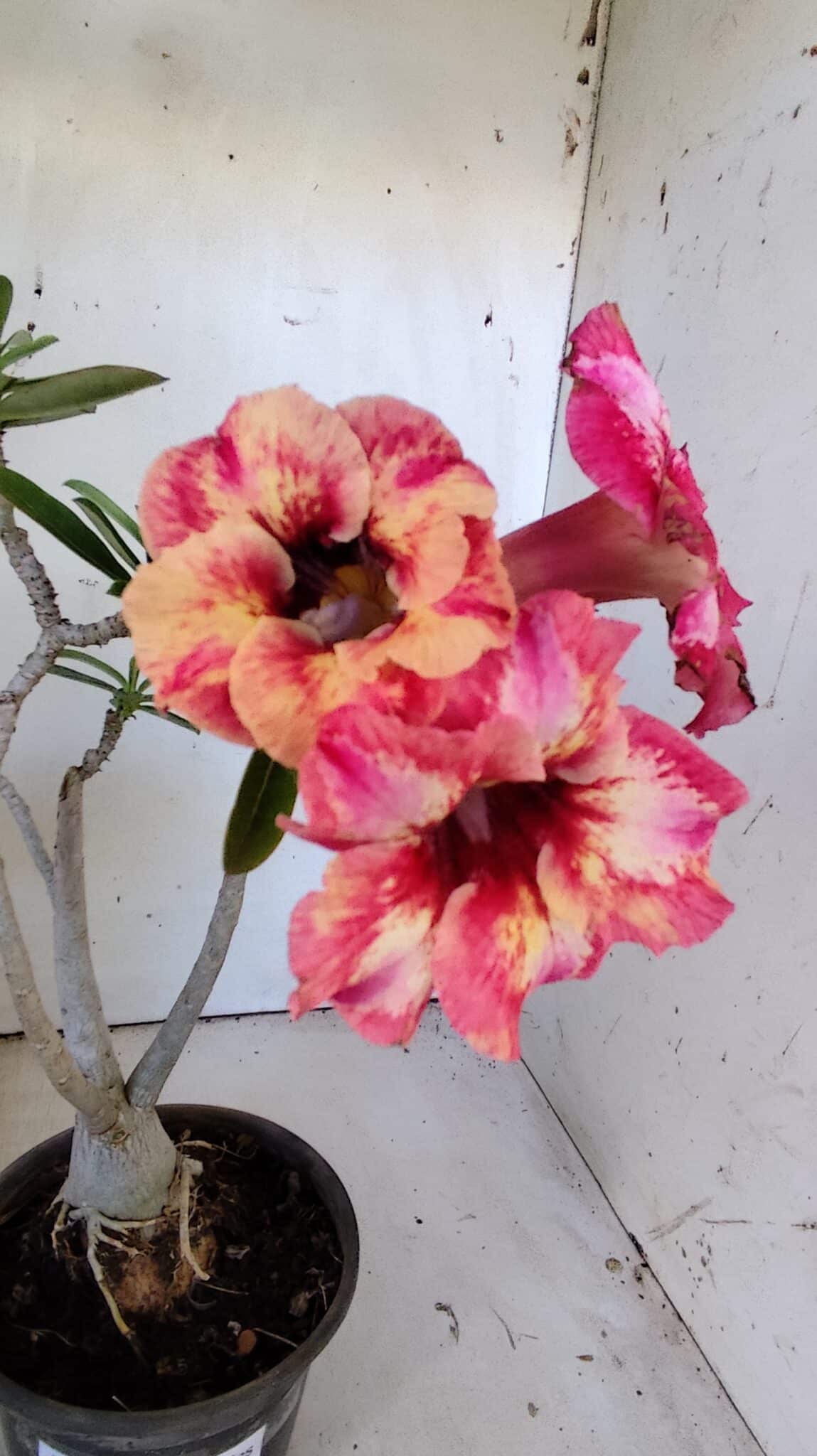 Planta Simples 2823  – 35cm – 03 anos