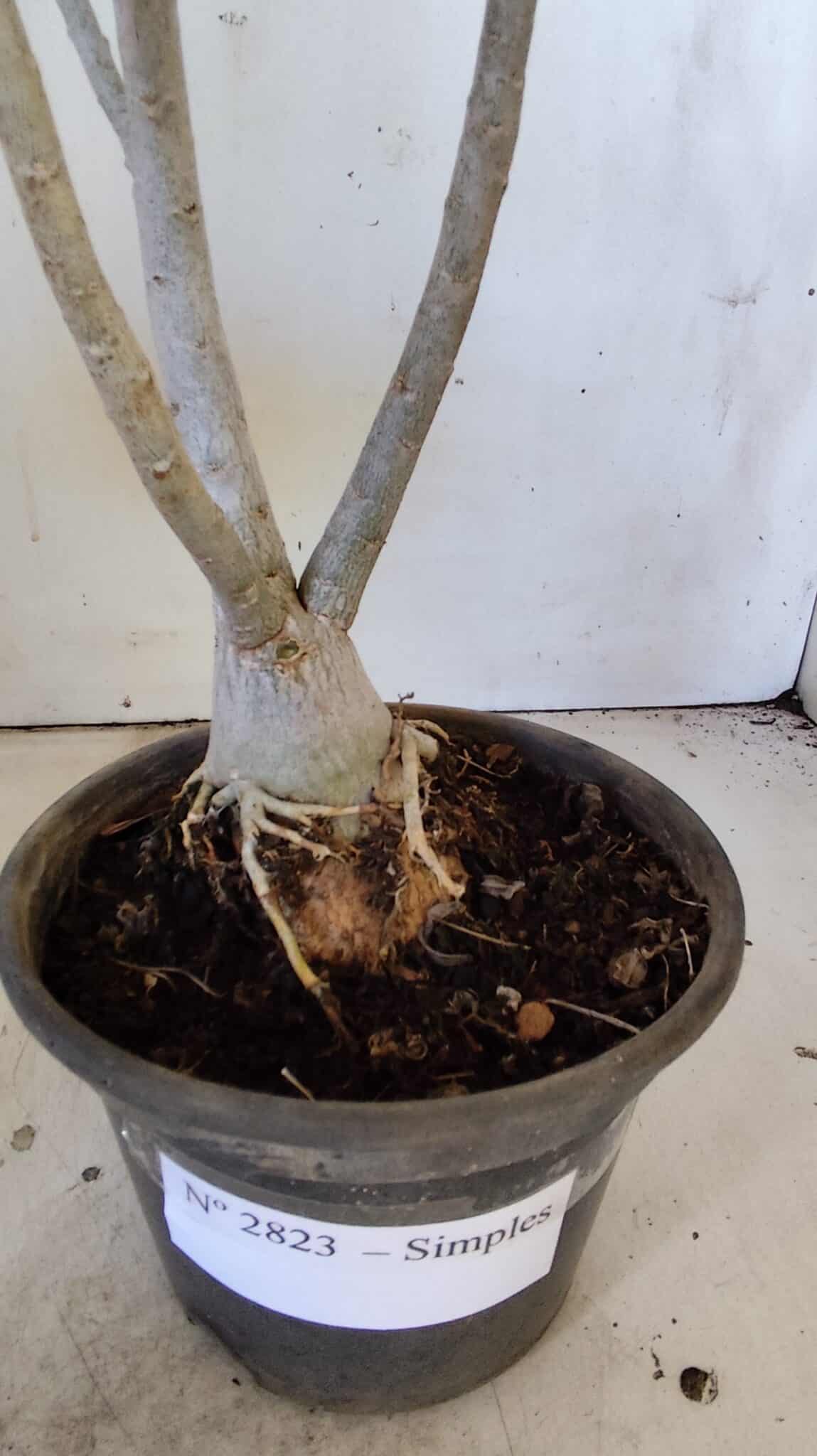 Planta Simples 2823  – 35cm – 03 anos