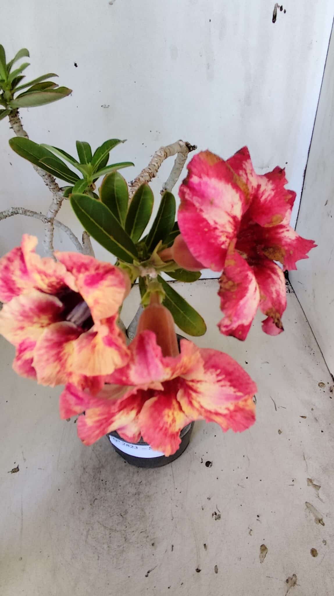 Planta Simples 2823  – 35cm – 03 anos